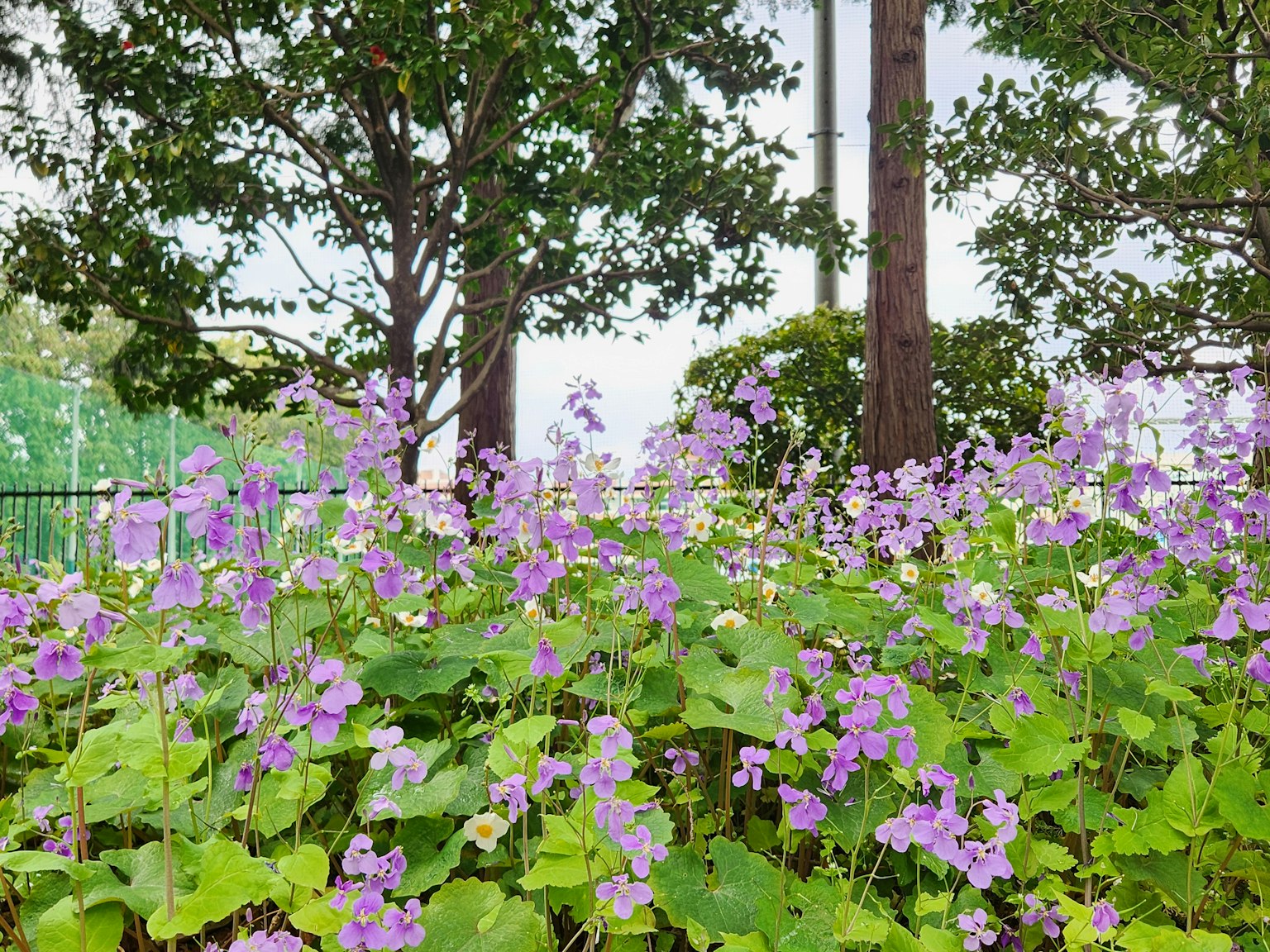 郁郁葱葱的绿色景观，盛开的紫色花朵和背景中的树木