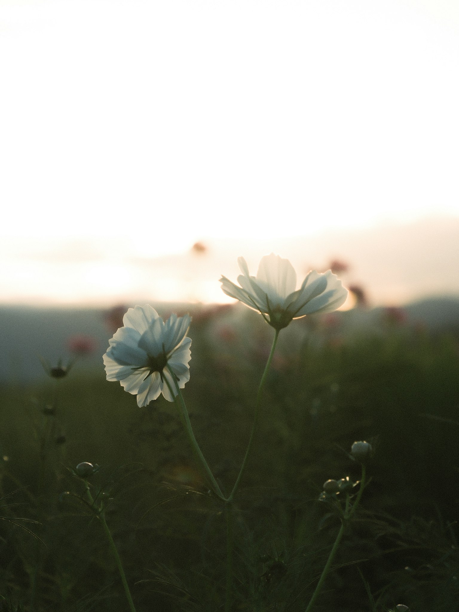 夕日を背景にした白い花が咲いている風景