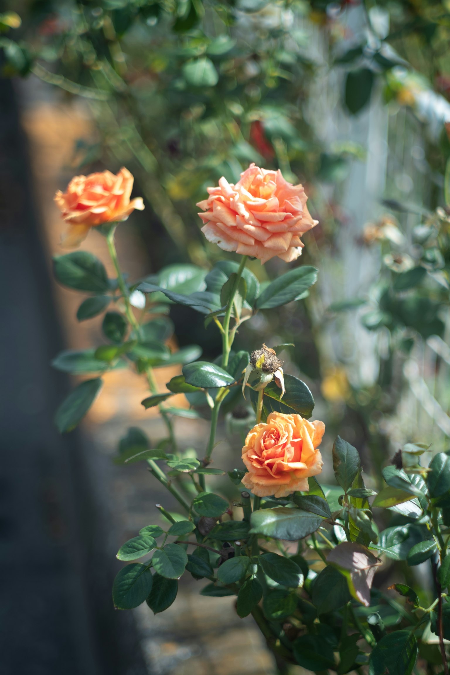 Primo piano di rose arancioni in fiore in un giardino