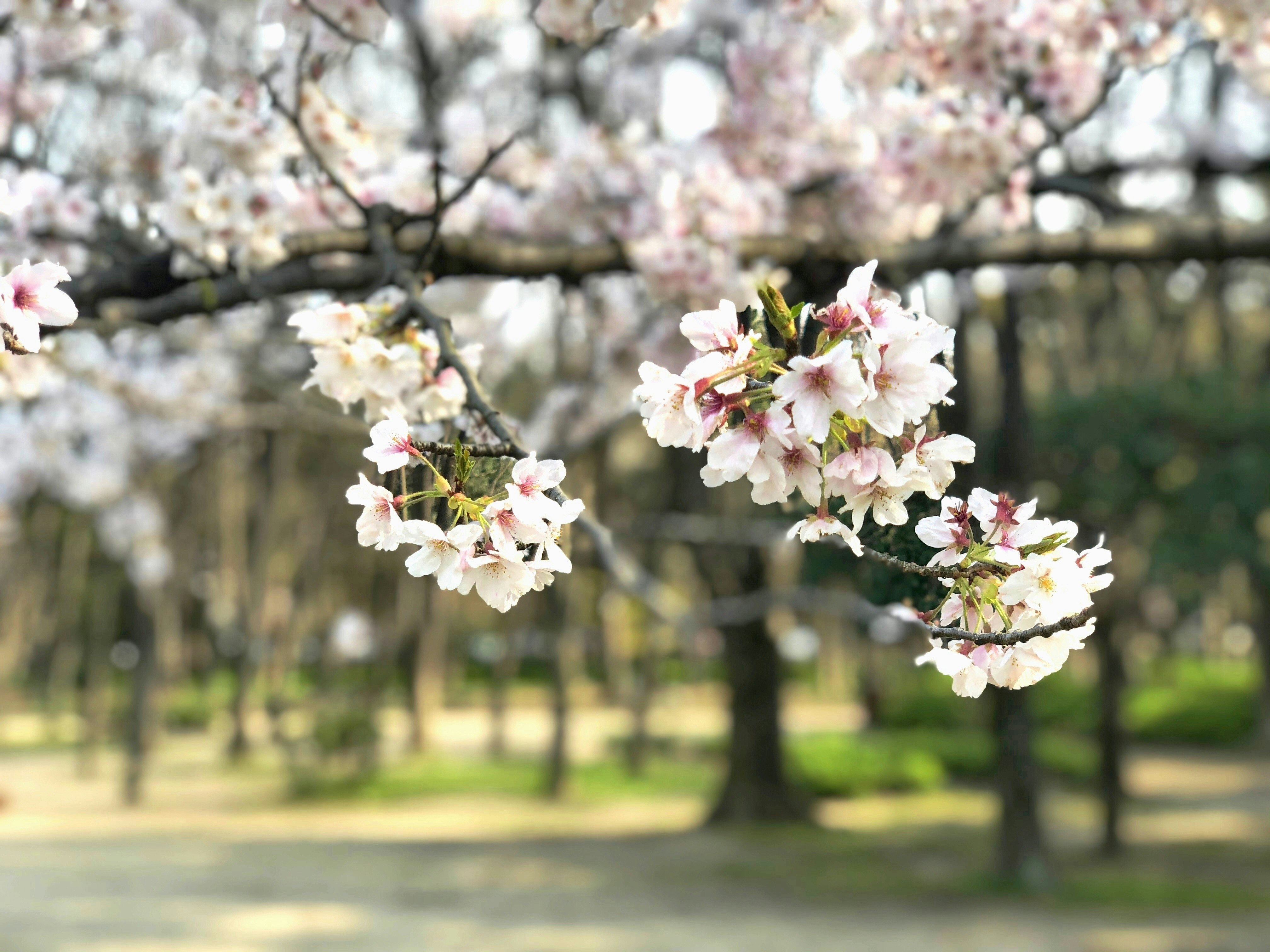 春の花が咲く並木の桜の枝先