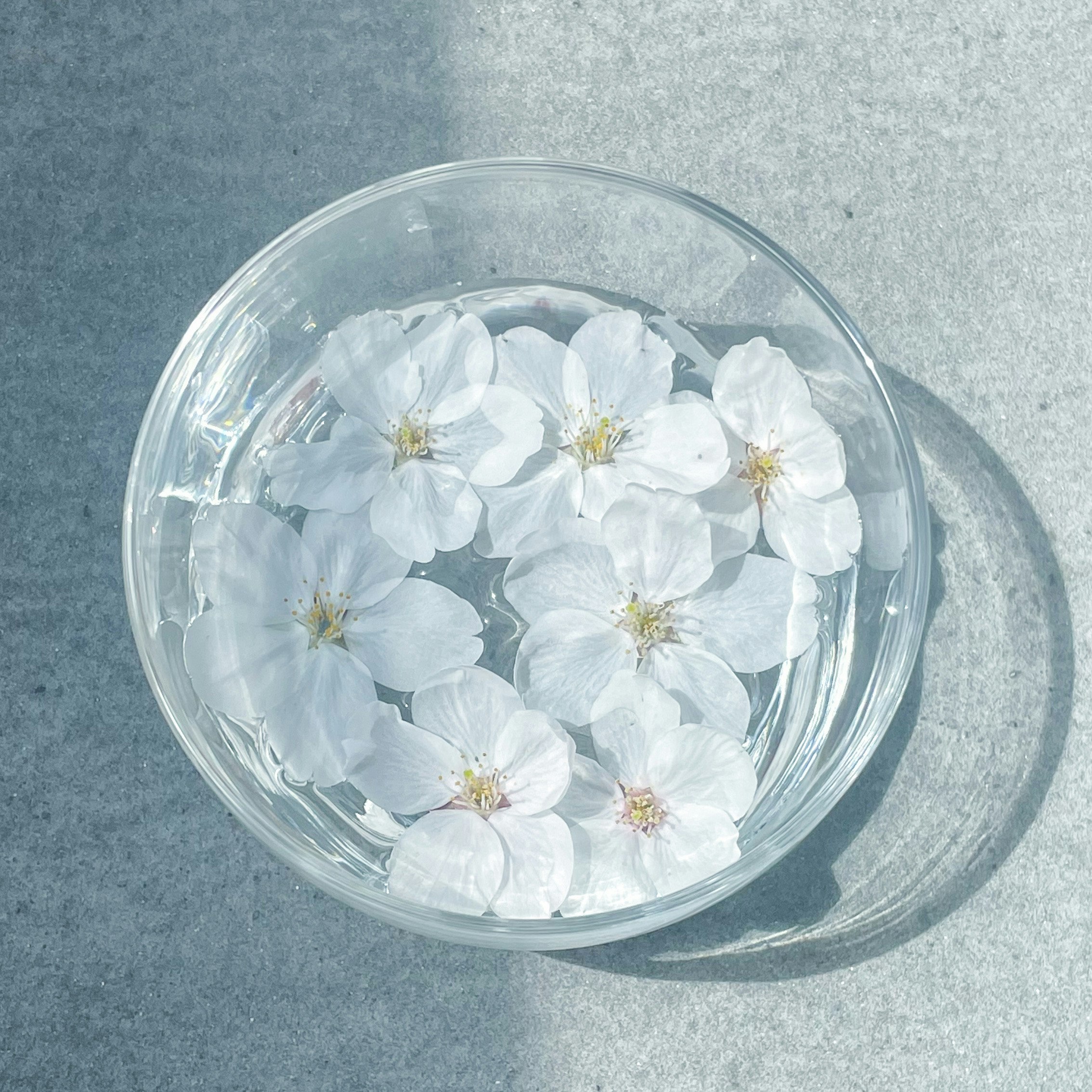 weiße Blütenblätter schwimmen in einer transparenten Schüssel