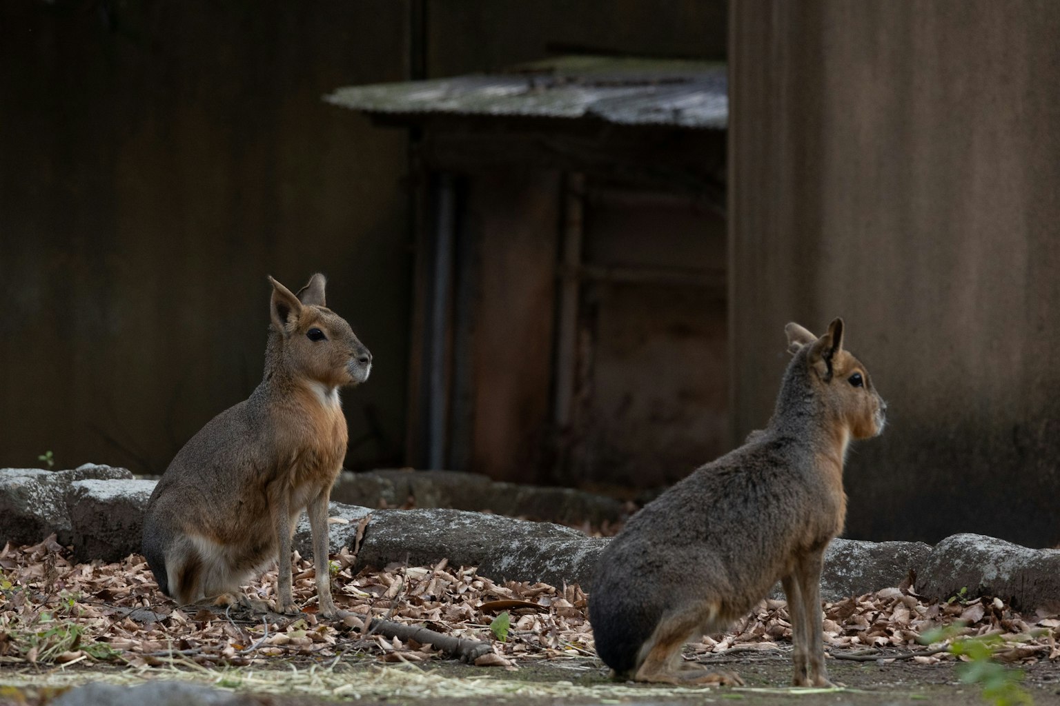 二匹の野生のウサギが静かに座っている背景には木の葉が散らばっている