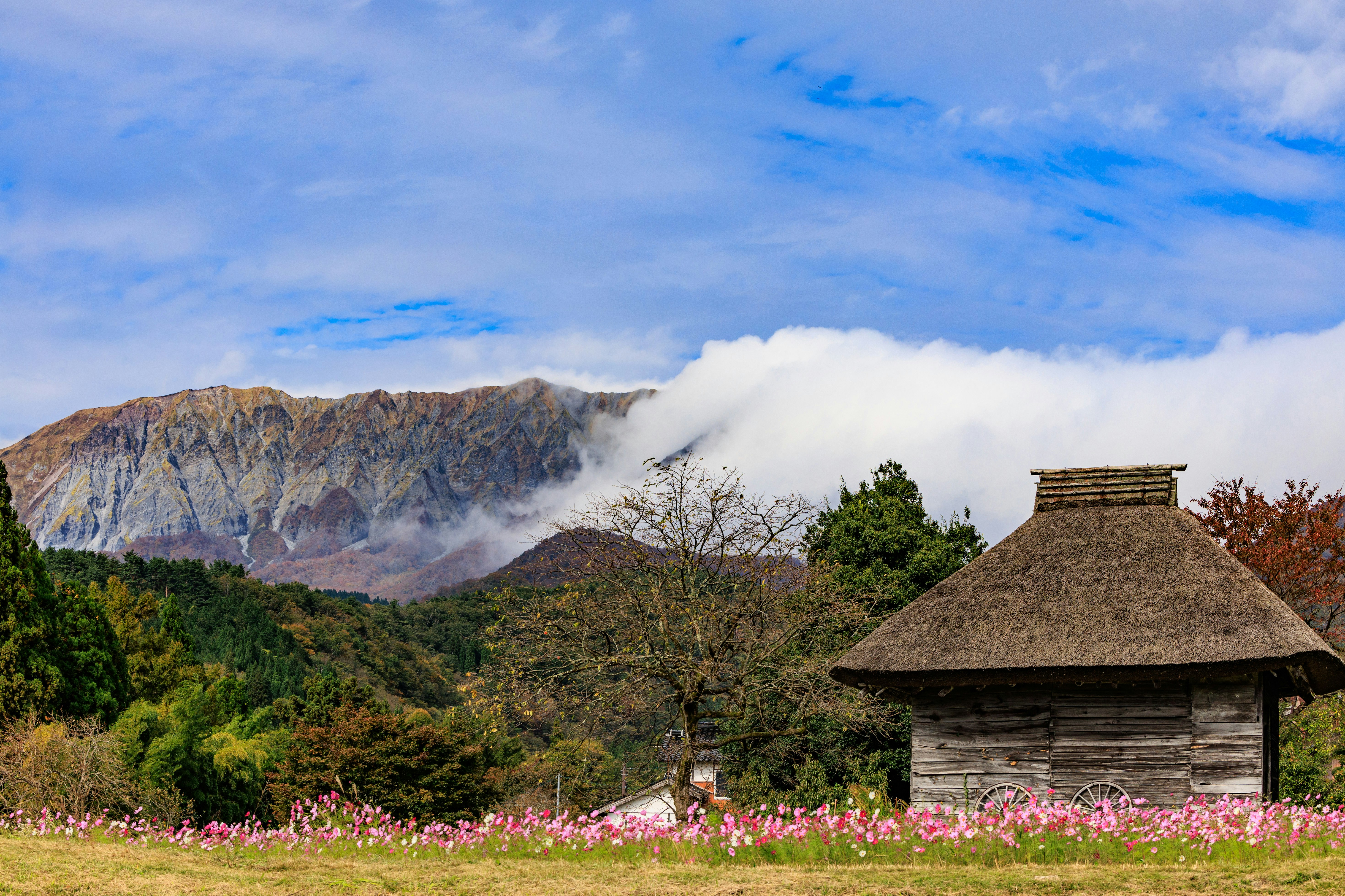 山並みを背景に咲く花と茅葺き小屋