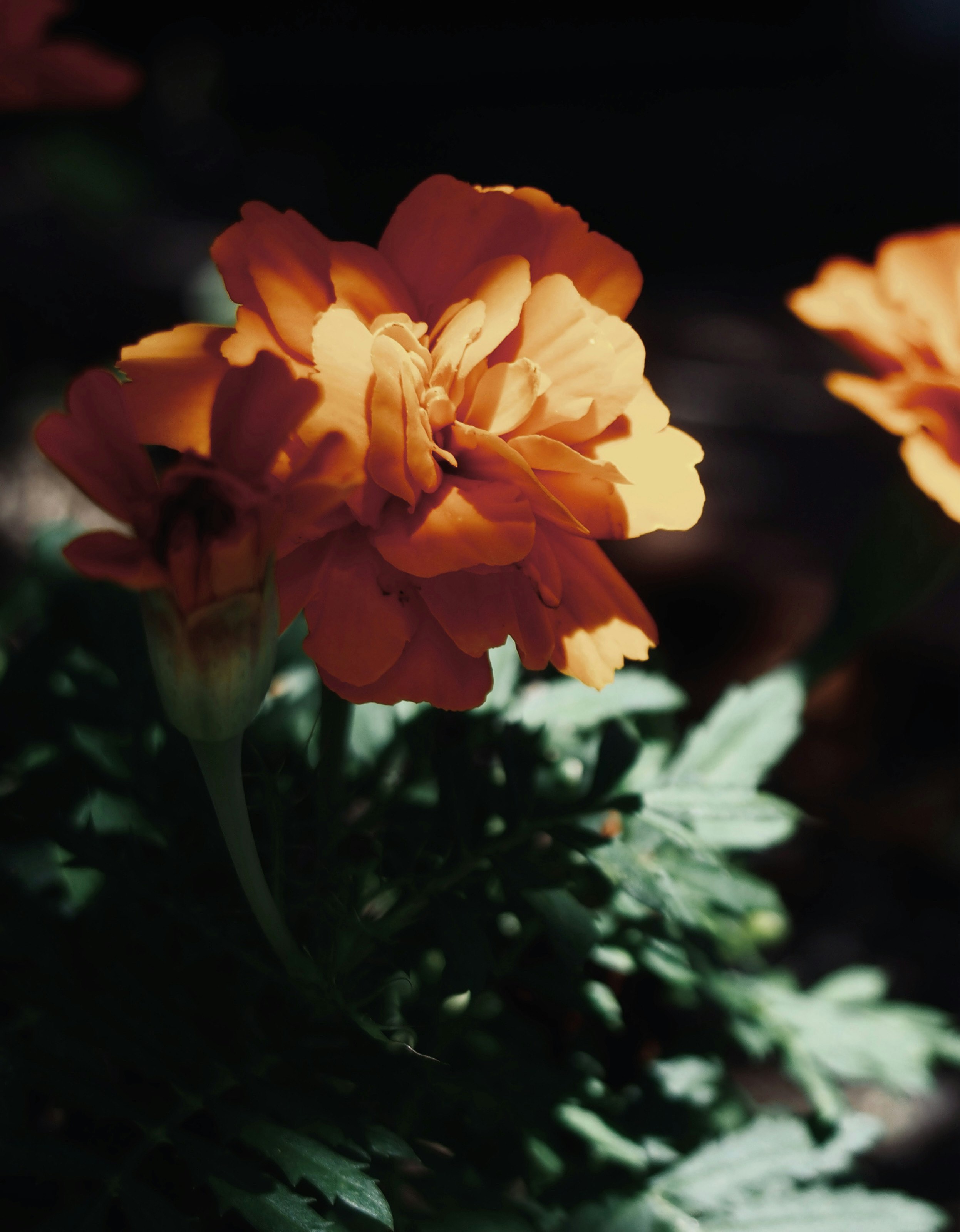 濃い背景に咲くオレンジのバラの花