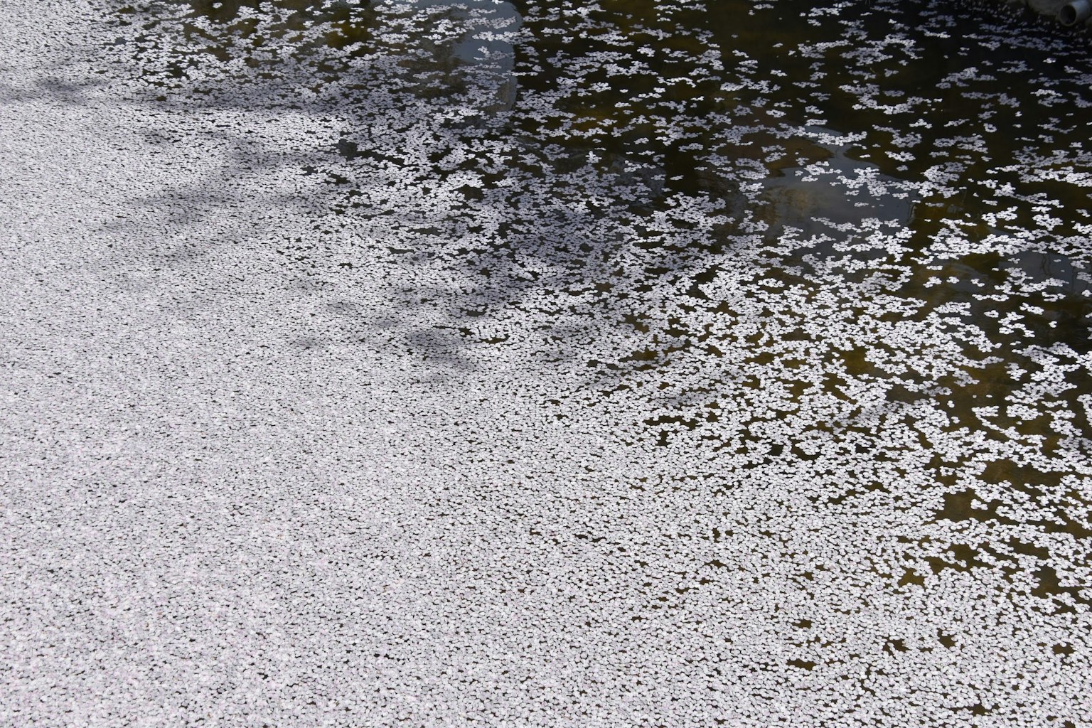 Kirschblütenblätter, die auf Wasser mit Schatten schwimmen