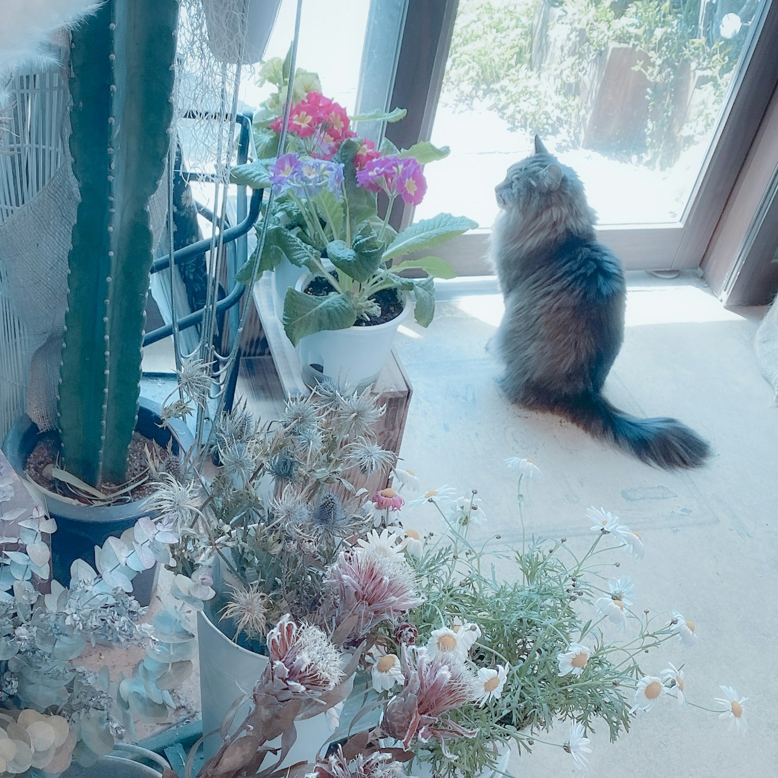 Eine Katze sitzt am Fenster mit verschiedenen Pflanzen und Blumen