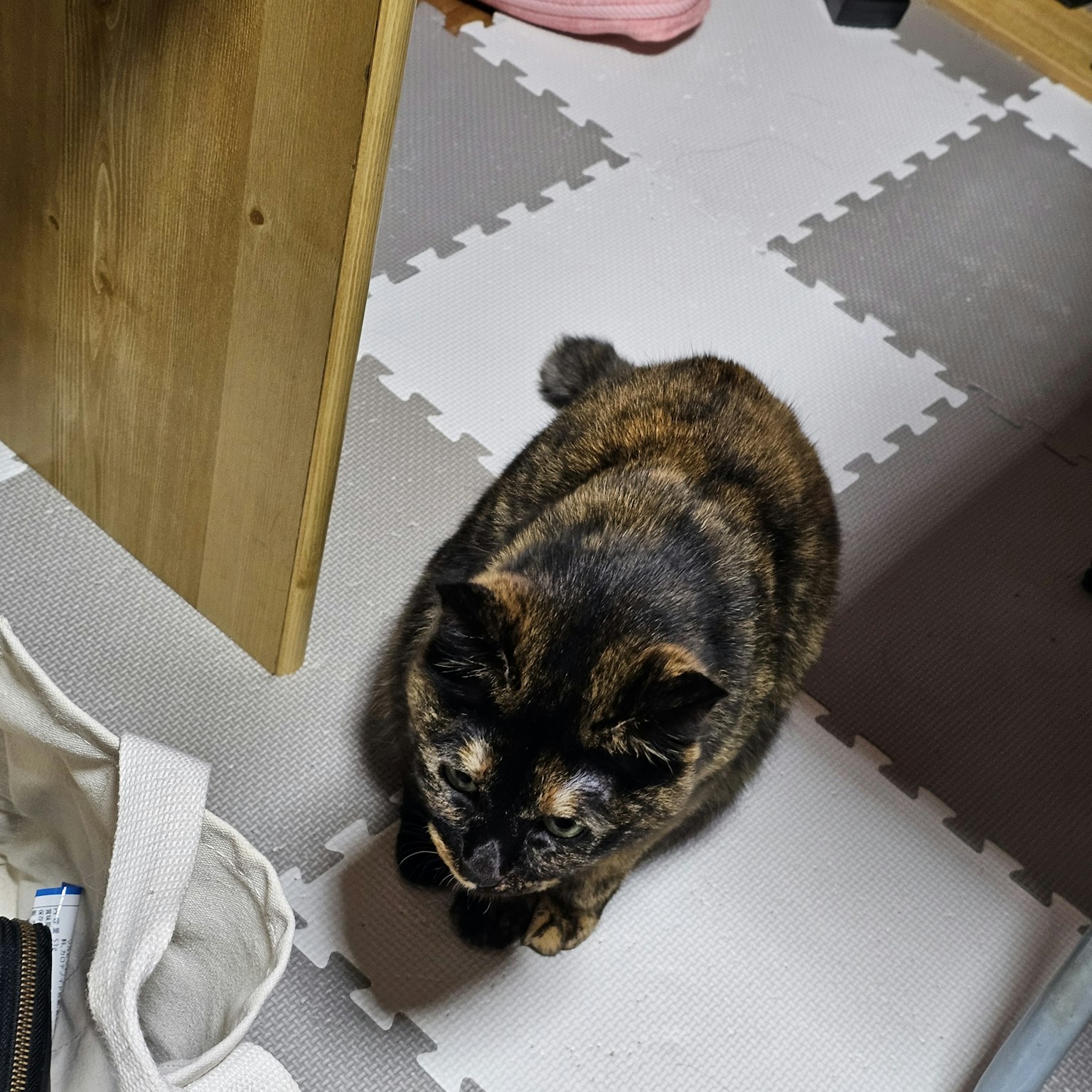 Kucing tortoiseshell duduk di lantai