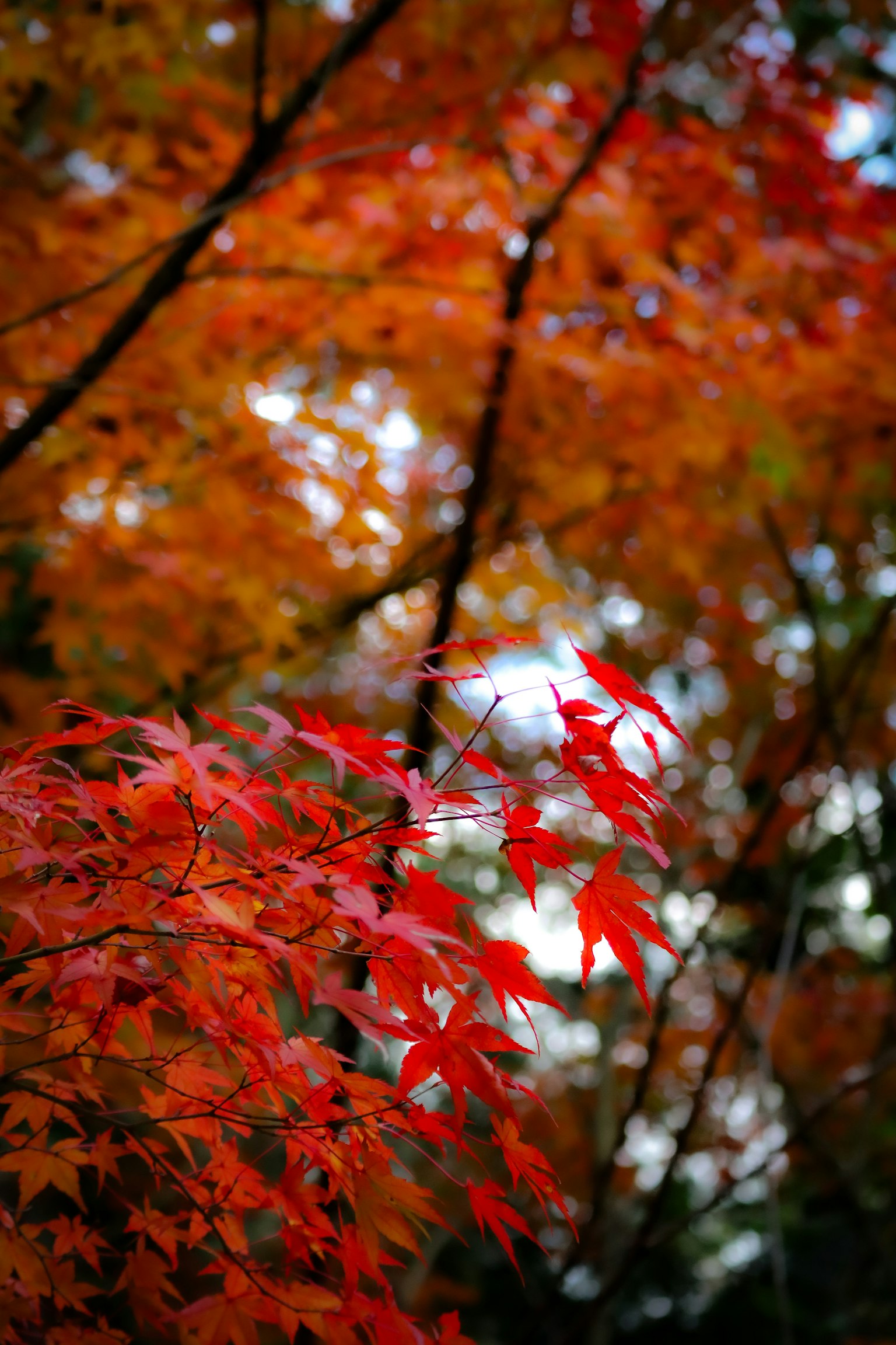 Autumn foliage with vibrant red leaves against a blurred background
