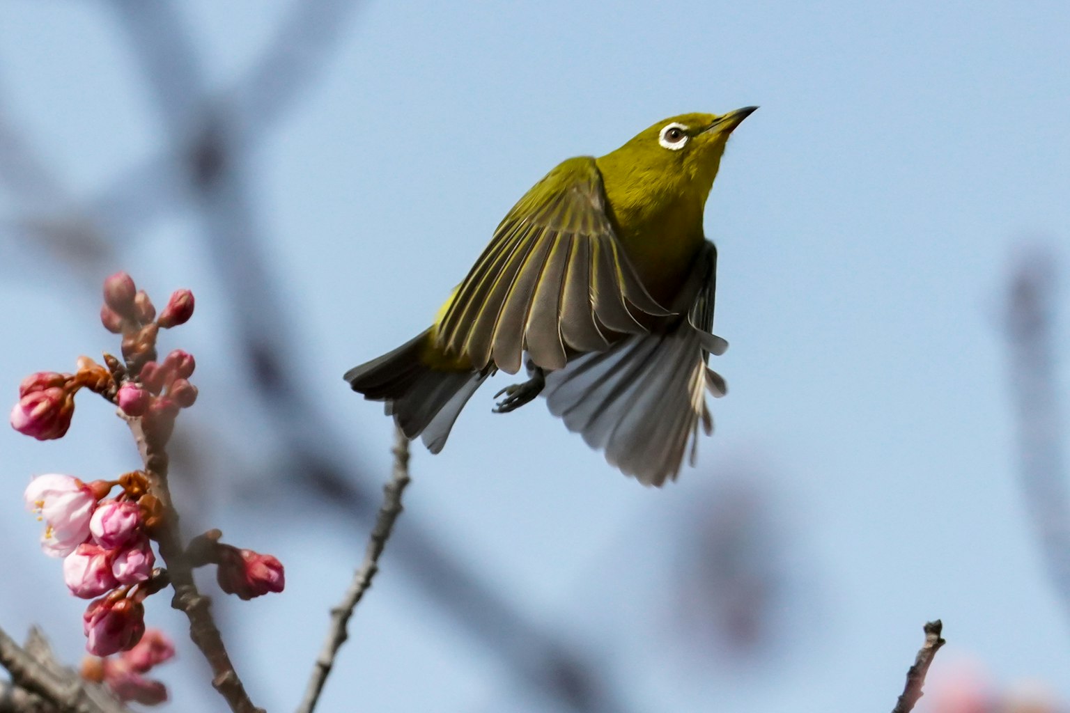 Un petit oiseau vert perché sur des cerisiers sous un ciel bleu
