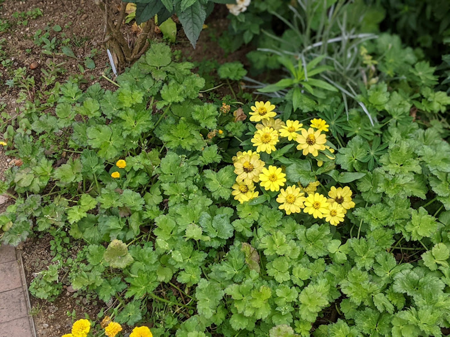 A garden scene with yellow flowers surrounded by green leaves