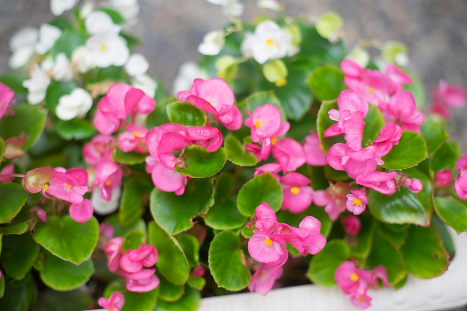 Close-up of pink begonia flowers with green leaves