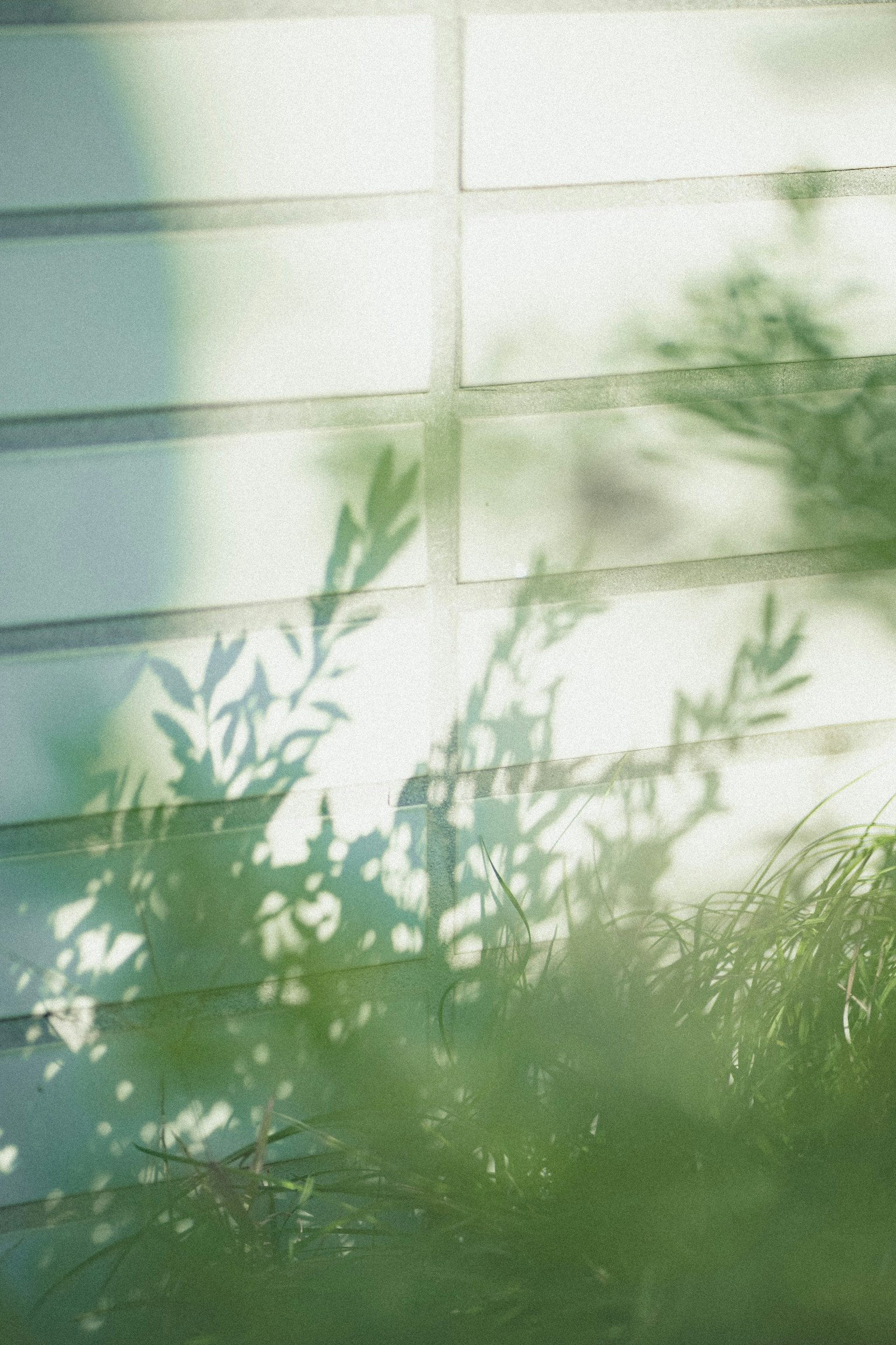 淡い緑の葉の影が白い壁に映る静かな風景