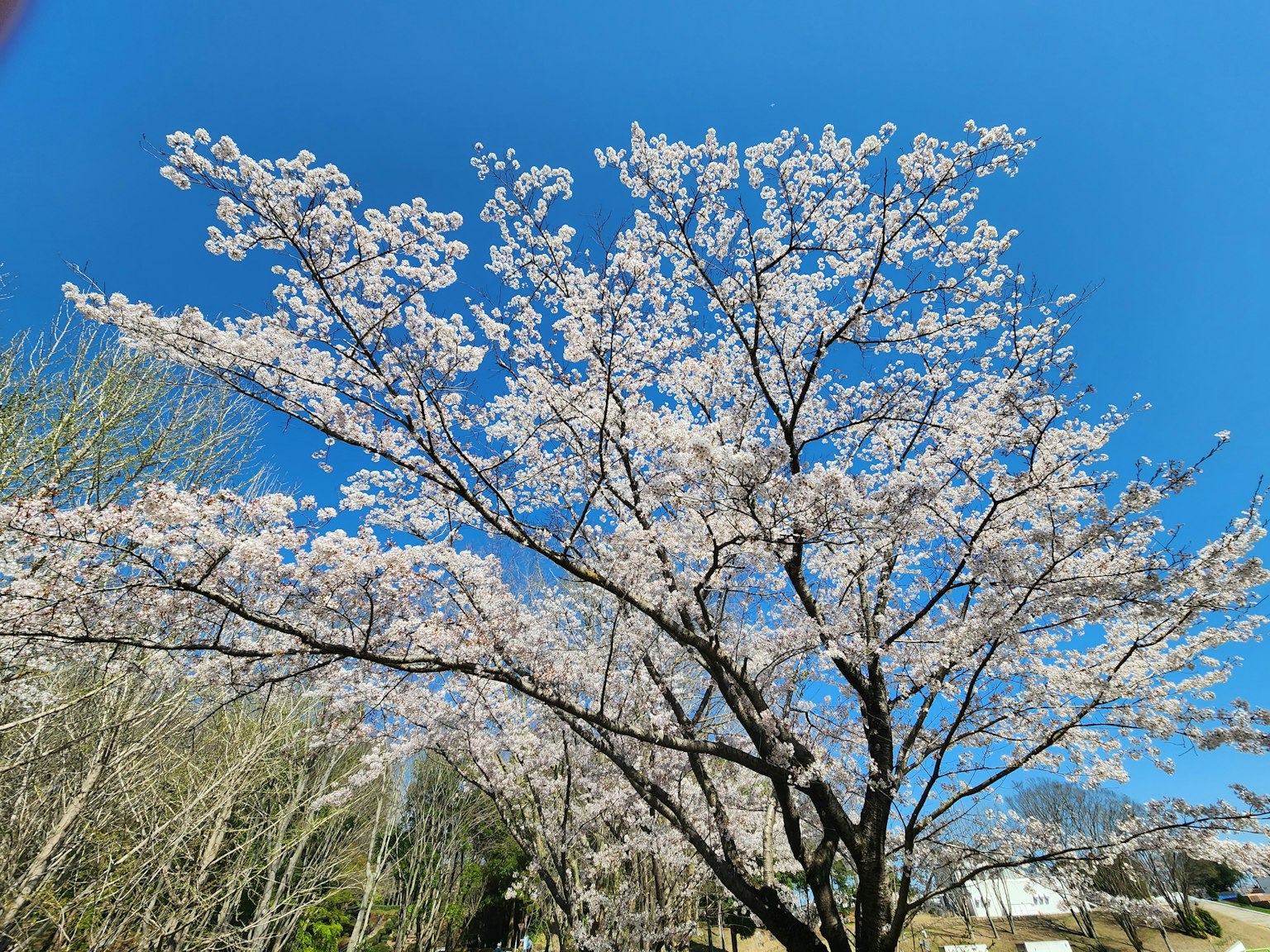 蓝天下美丽的樱花树
