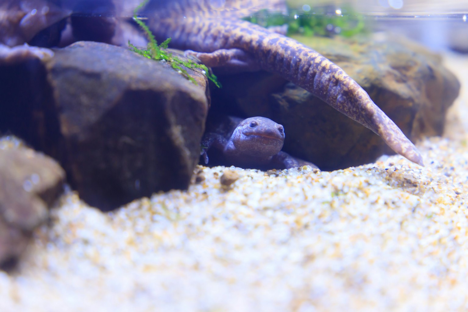 Ikan kecil bersembunyi di antara batu dan pasir dalam akuarium