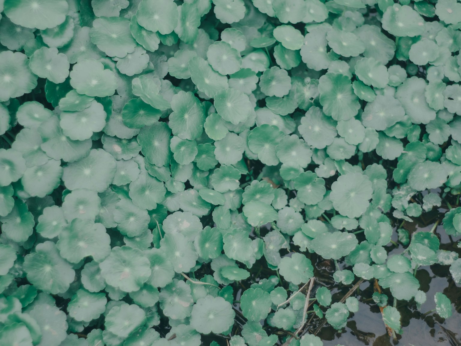 Primer plano de plantas acuáticas verdes densas en la superficie del agua