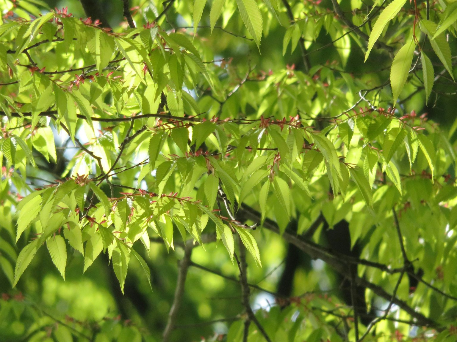 Close-up of green leaves on a tree branch