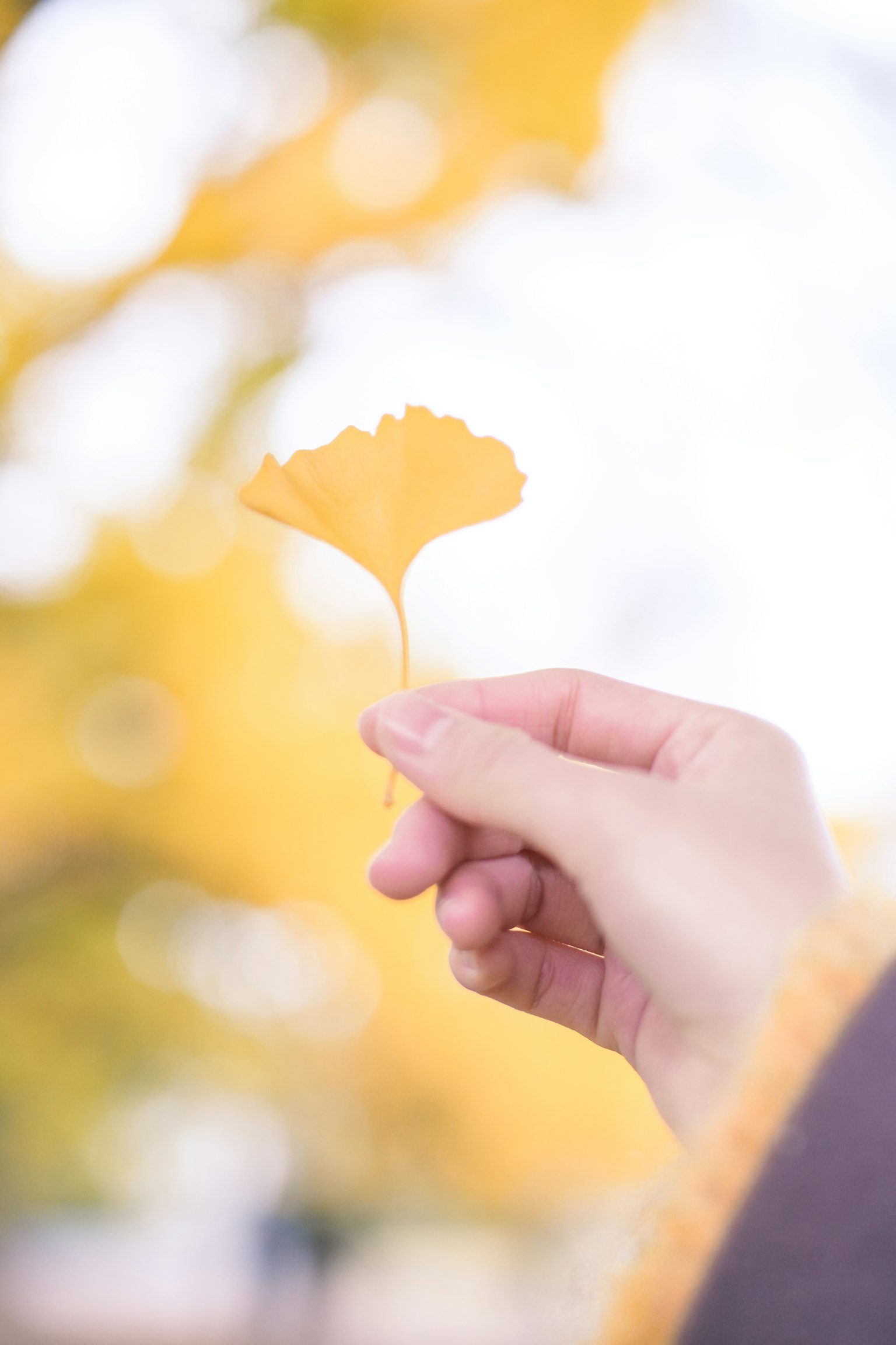 Tay cầm lá ginkgo màu vàng với những cây vàng mờ ở phía sau
