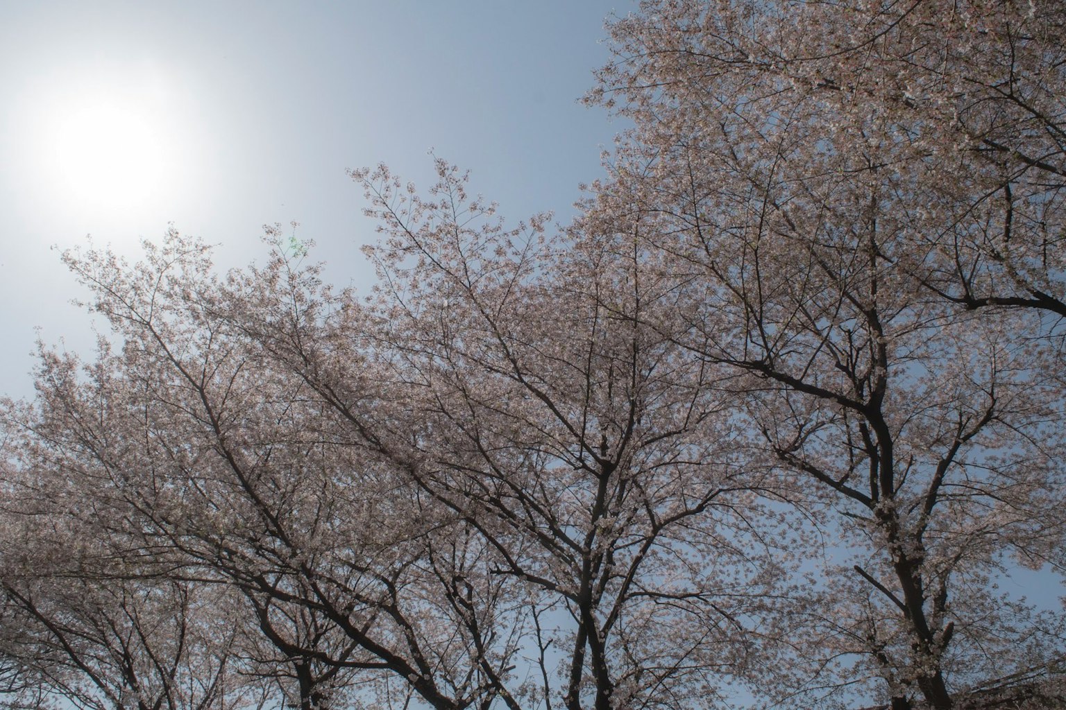Des cerisiers en fleurs sous le soleil éclatant
