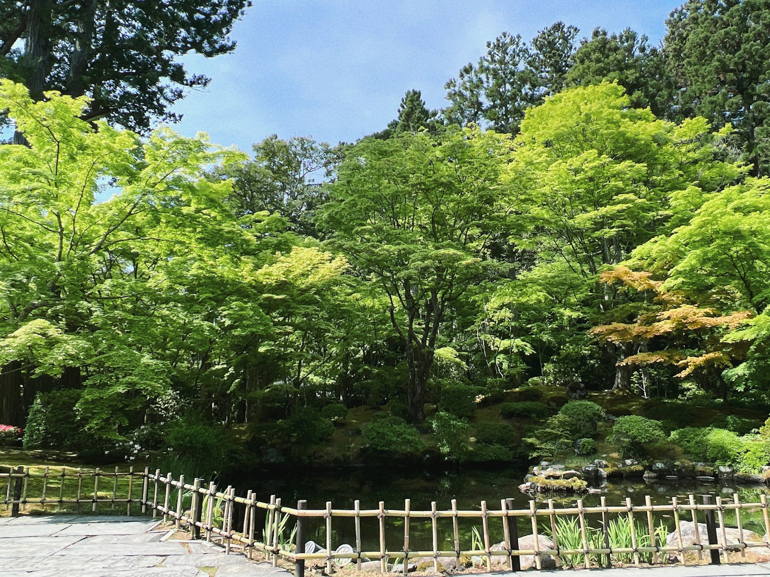 Arbres verts luxuriants entourant un étang tranquille dans un jardin japonais