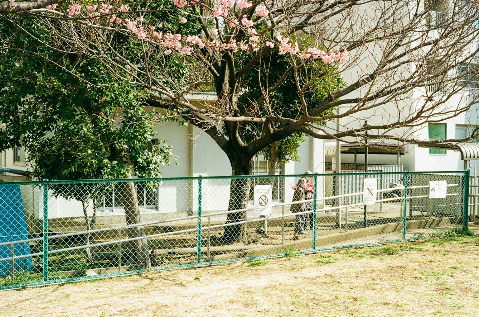 Park scene with a fence and cherry blossom tree featuring a white building in the background