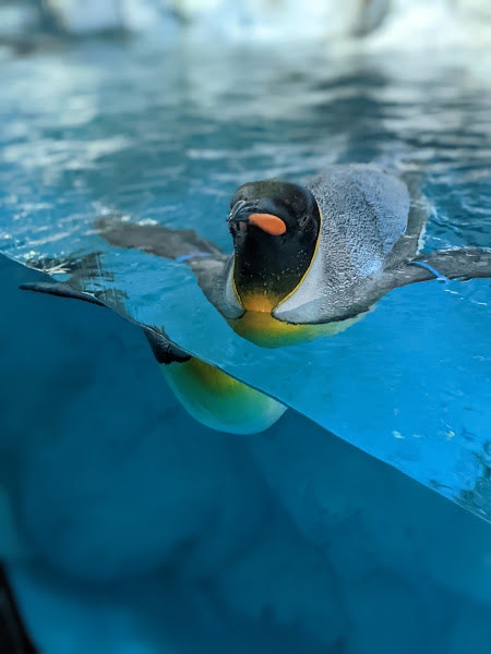 水中で泳ぐペンギンのアップ