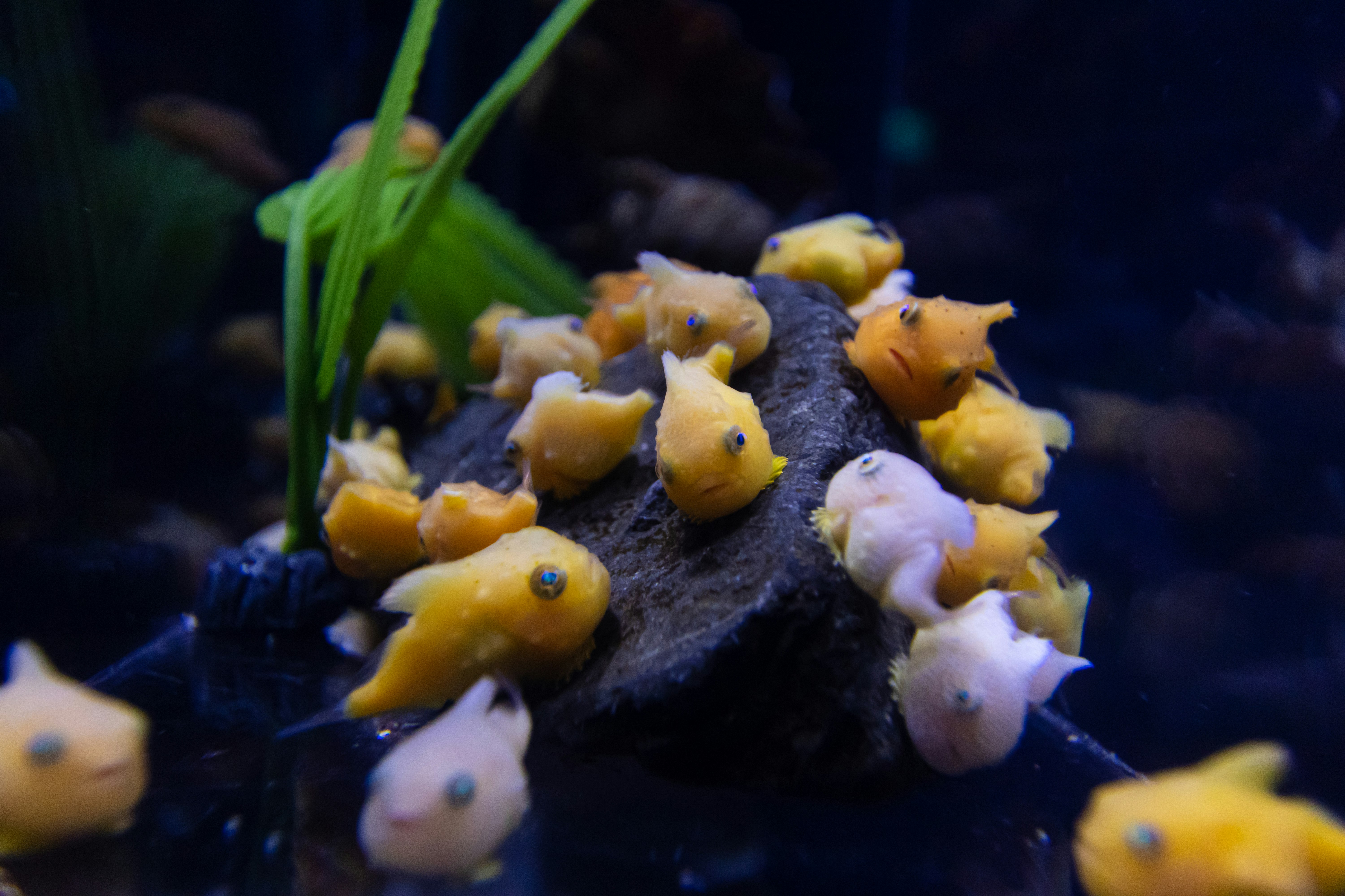 水槽の中にいる黄色と白の小さな魚たちが岩の上に集まっている