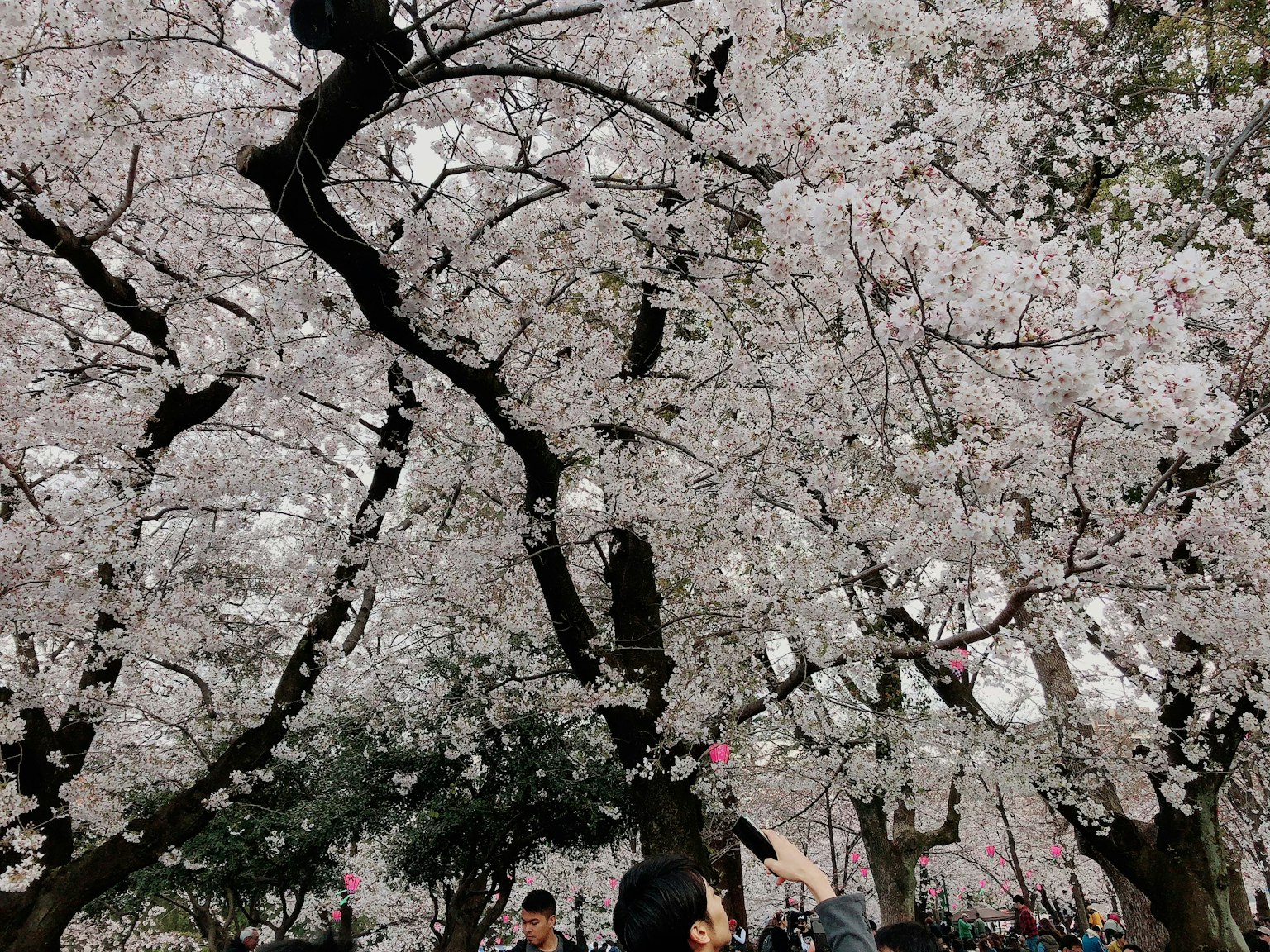 People enjoying under cherry blossom trees