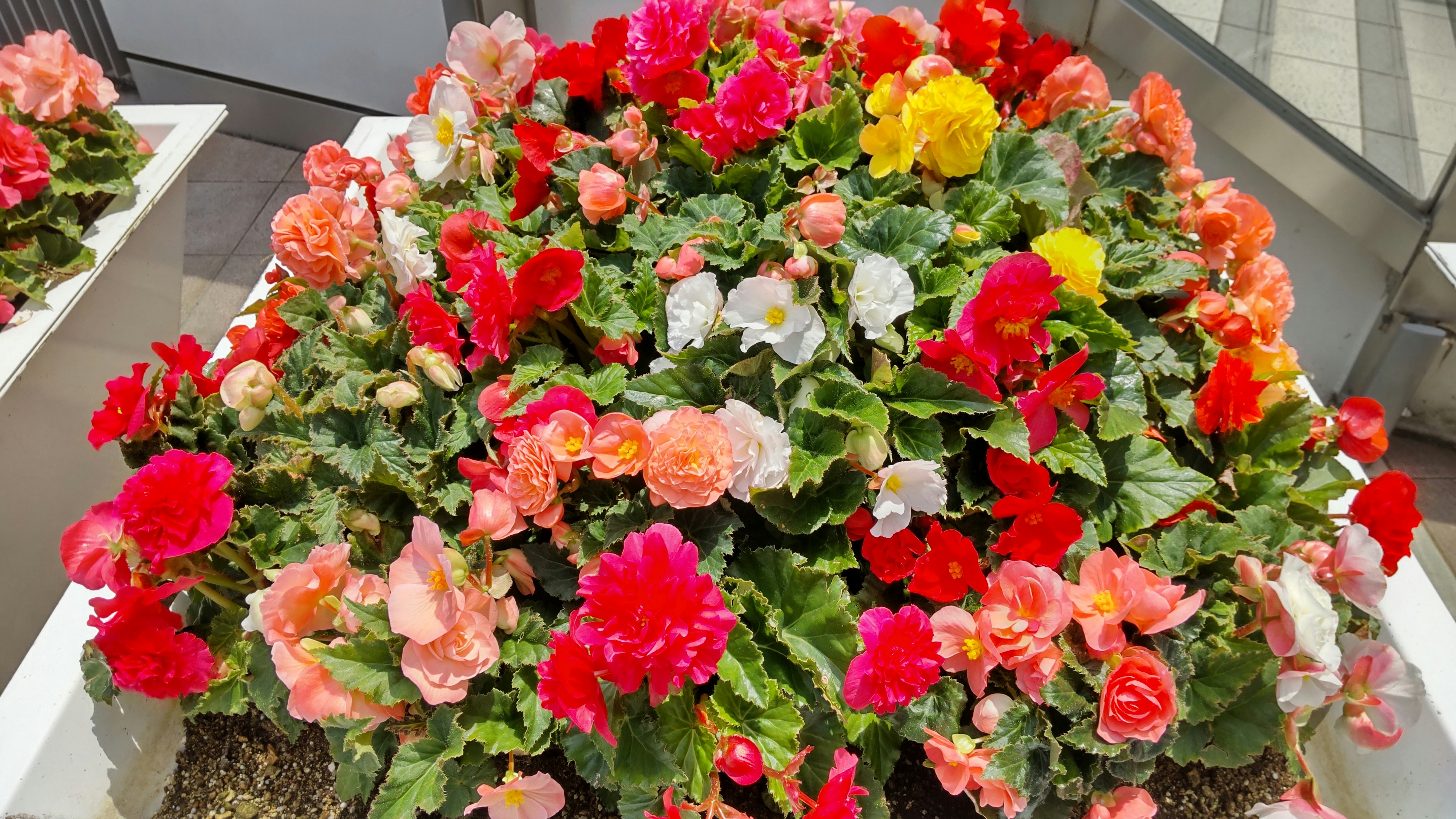 色とりどりの花が並ぶ花壇のようなアレンジ