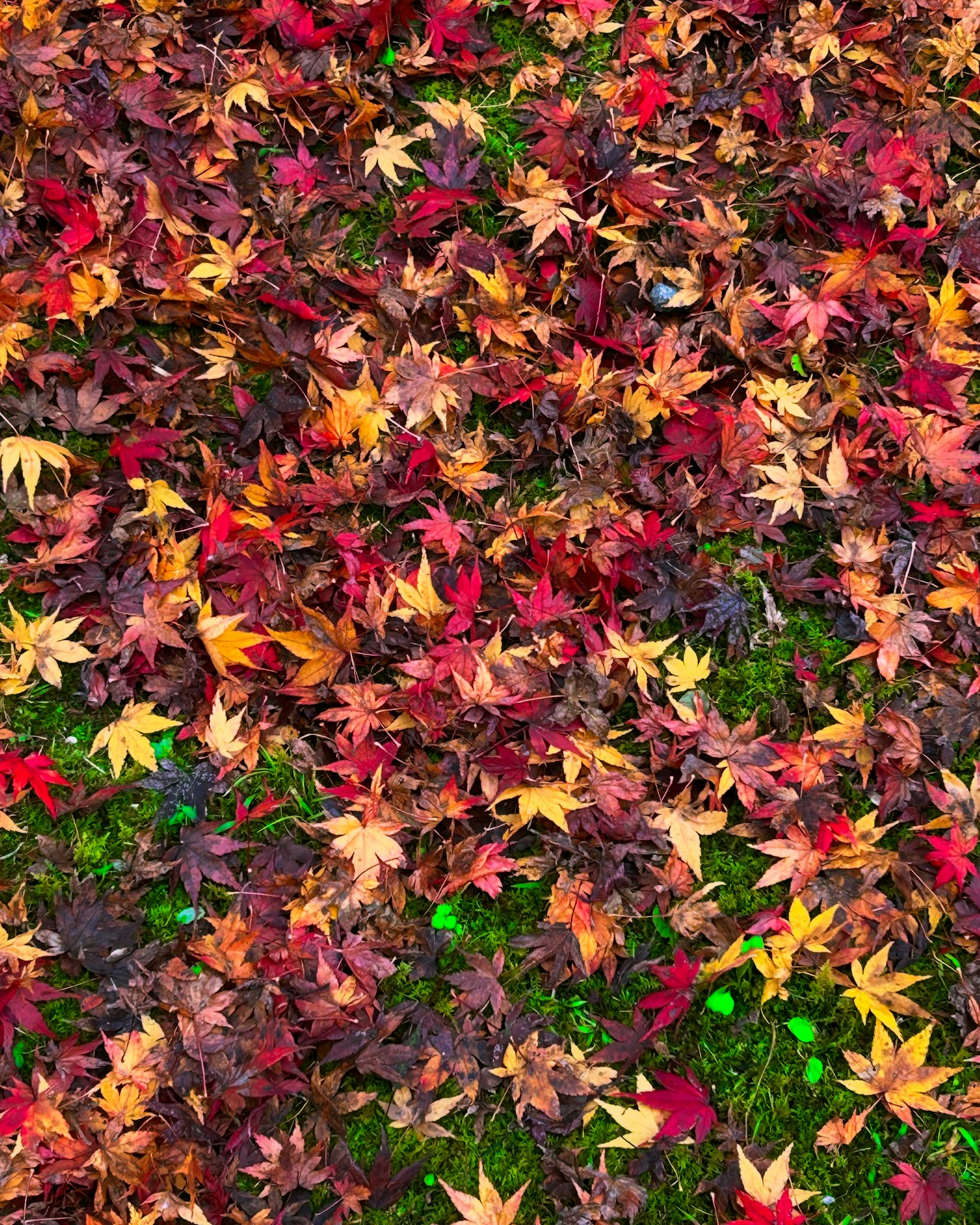 Colorful autumn leaves covering the ground