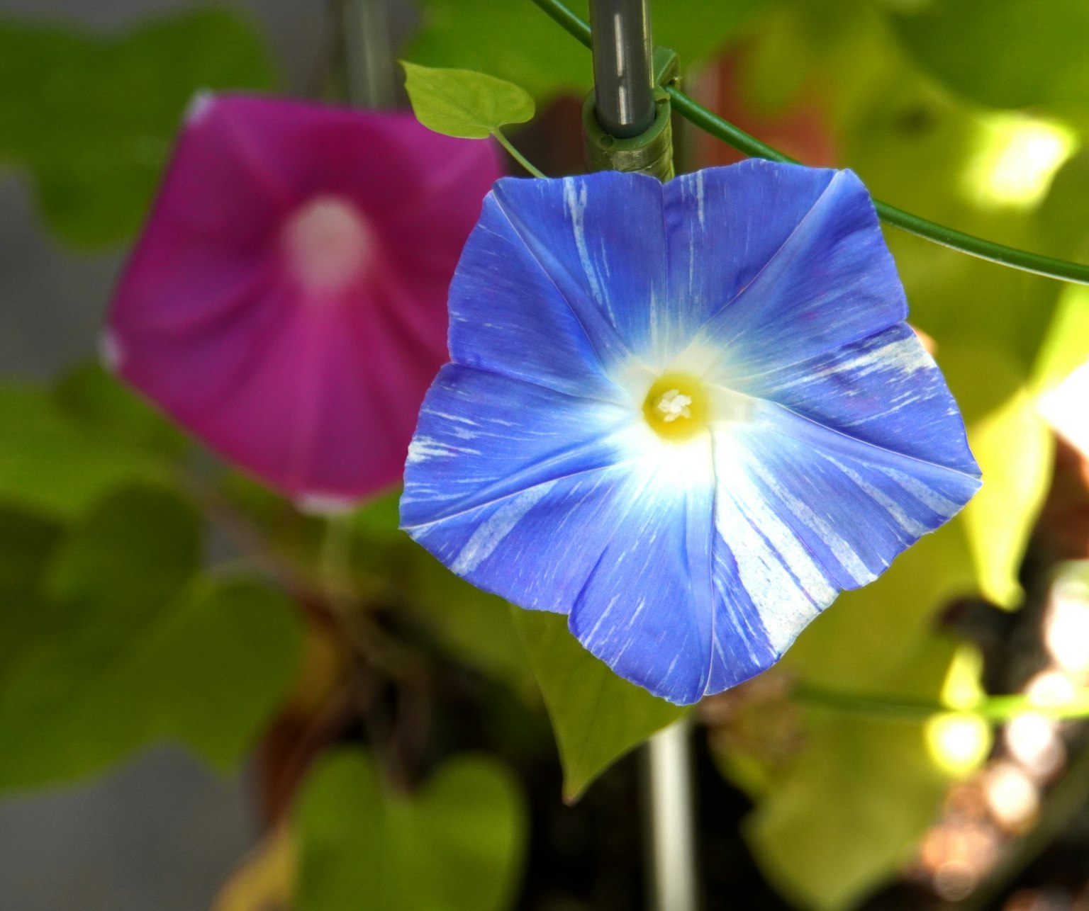 Fleur de liseron bleu avec un liseron rose en arrière-plan entouré de feuilles vertes