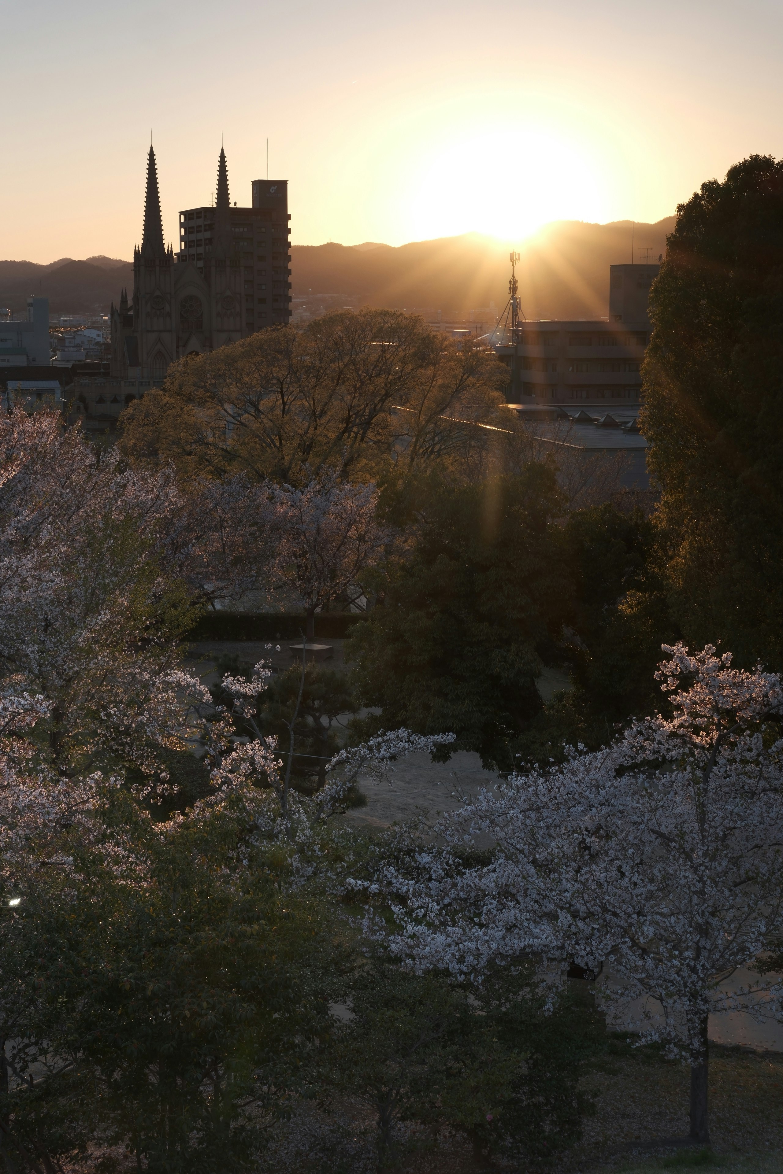 福山城と桜並木の夕日が差し込む風景