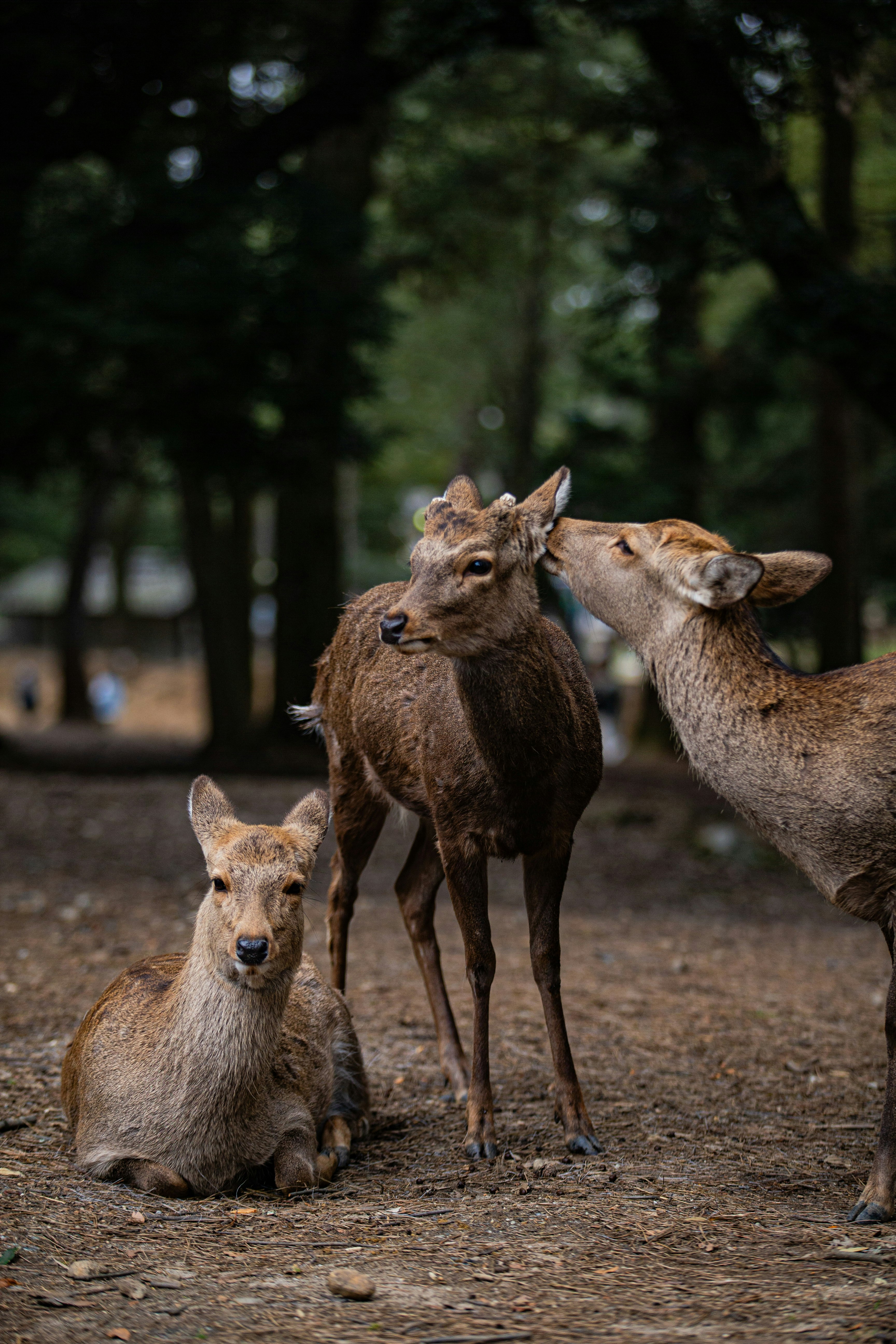 公園の地面に集まるカンガルーの群れ