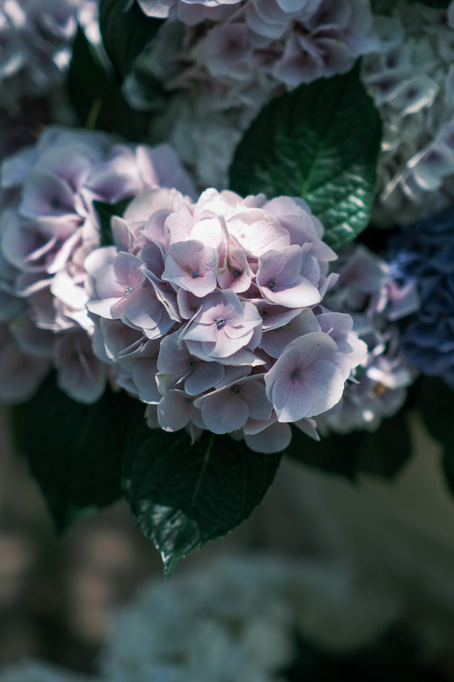 Nahaufnahme von blasslila Hortensienblüten mit grünen Blättern