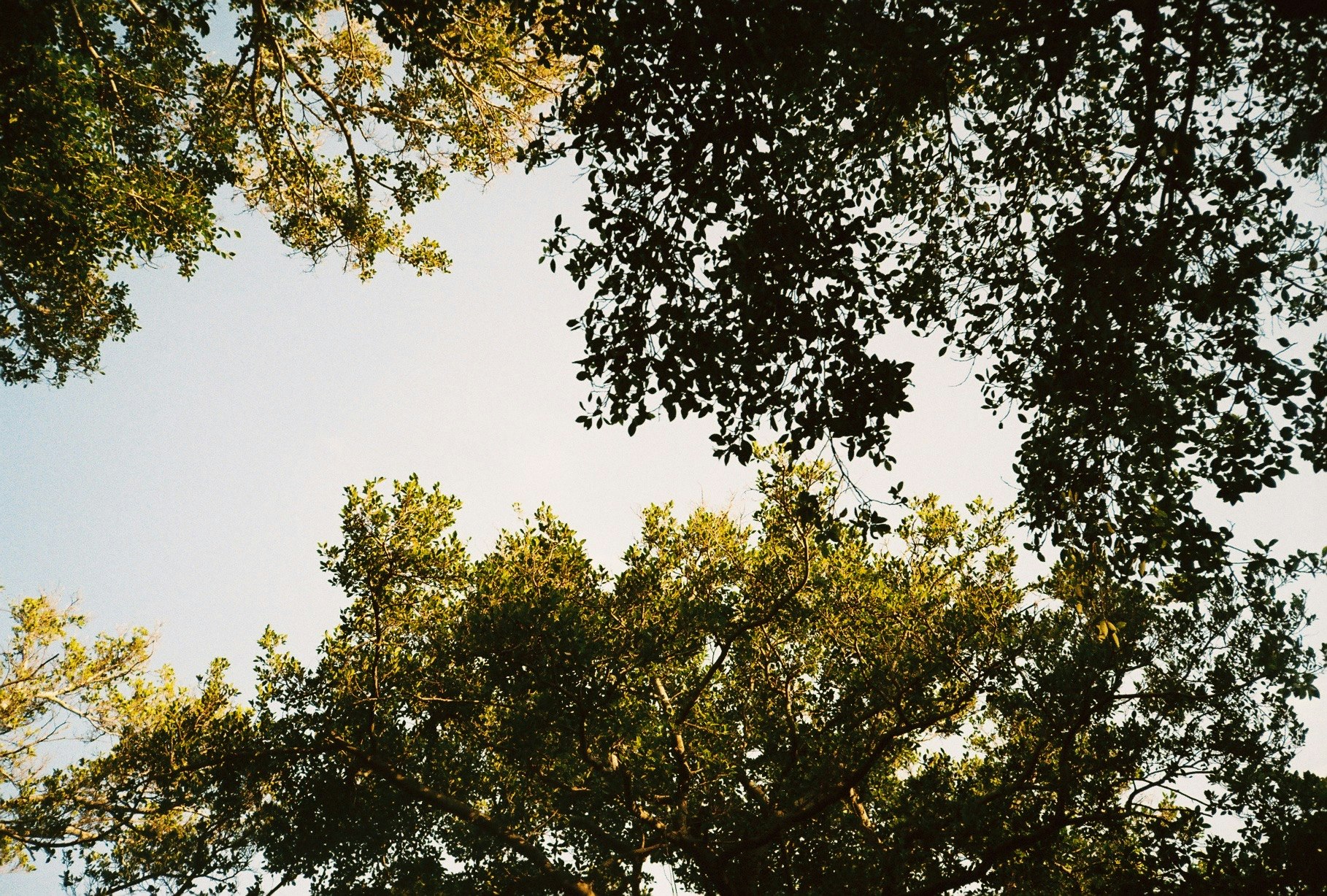 木々の枝葉が空を覆う秋の空景