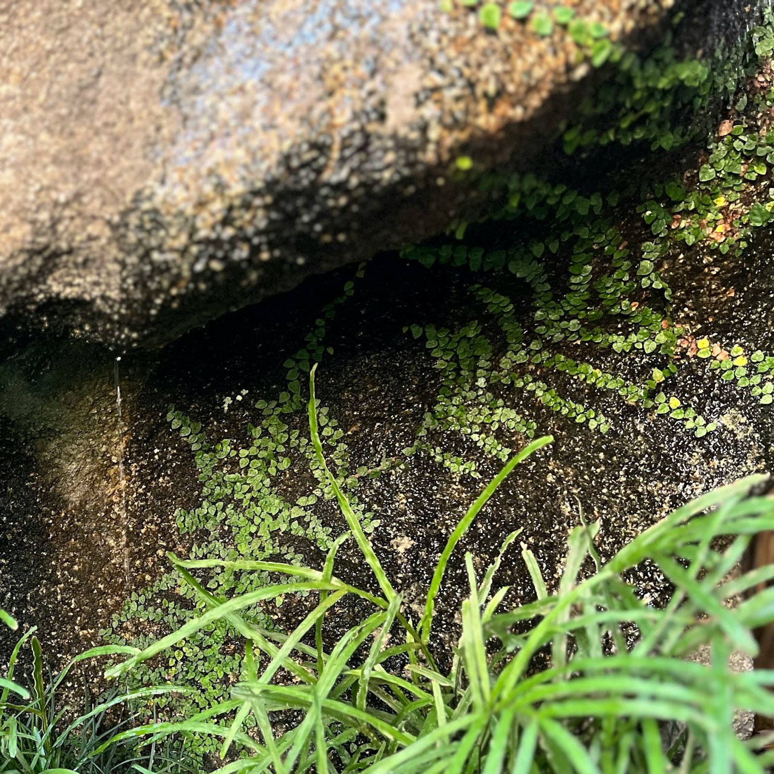 Hierba verde y helechos creciendo bajo una roca