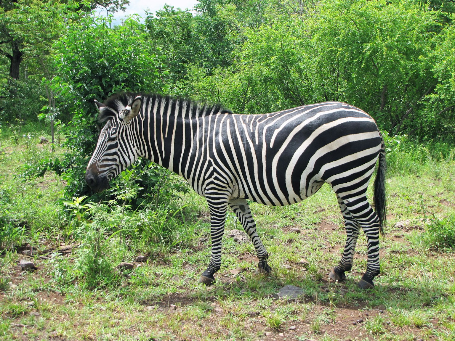 Zebra steht in einem grasbewachsenen Bereich umgeben von Grün