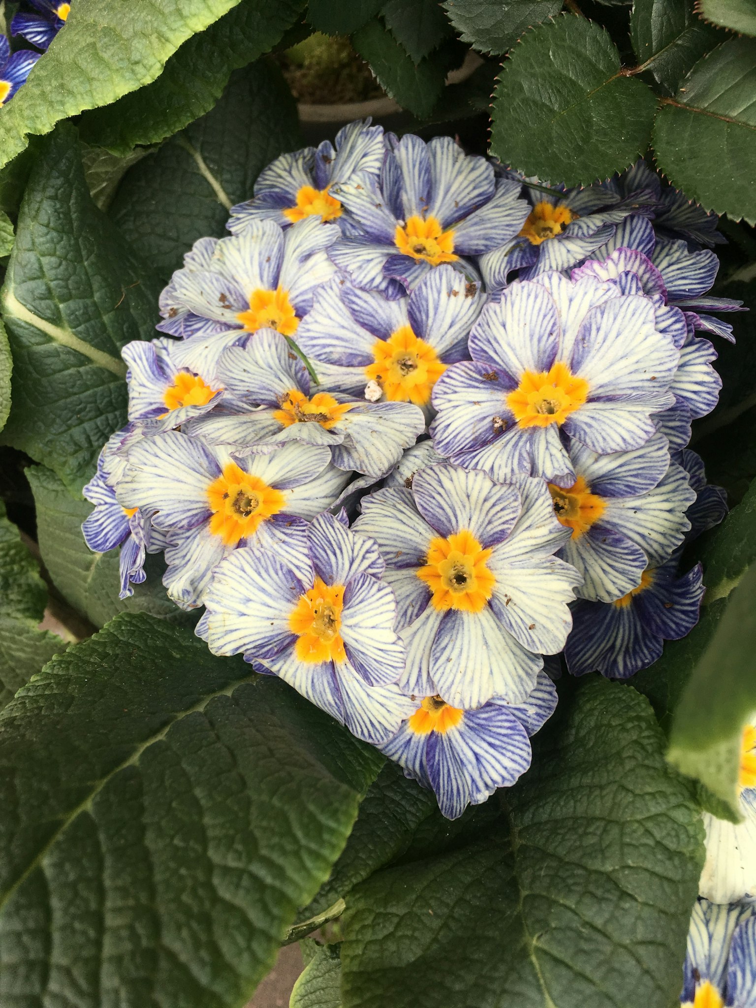 Cluster of purple and white flowers surrounded by green leaves