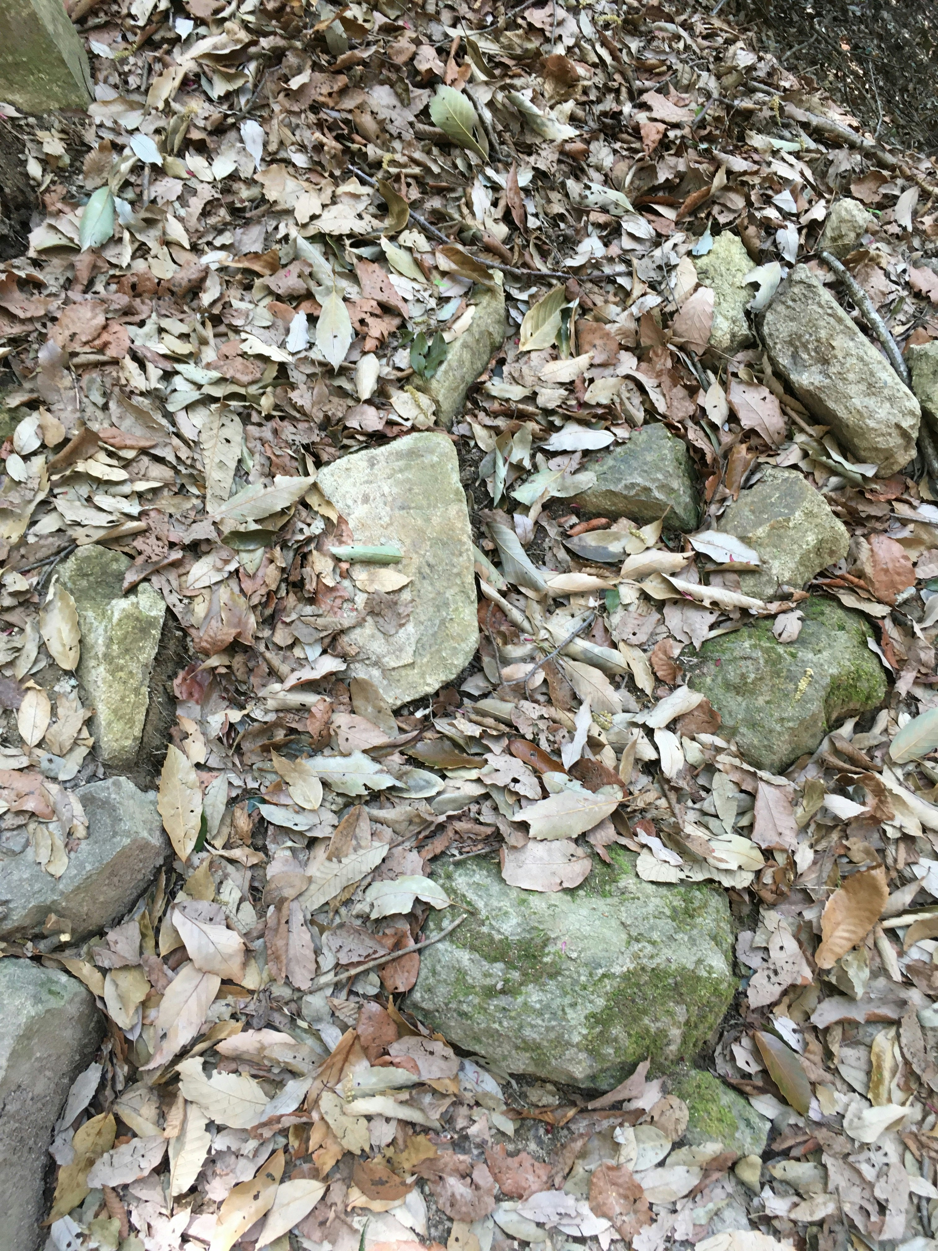 落叶和碎石铺满的地面