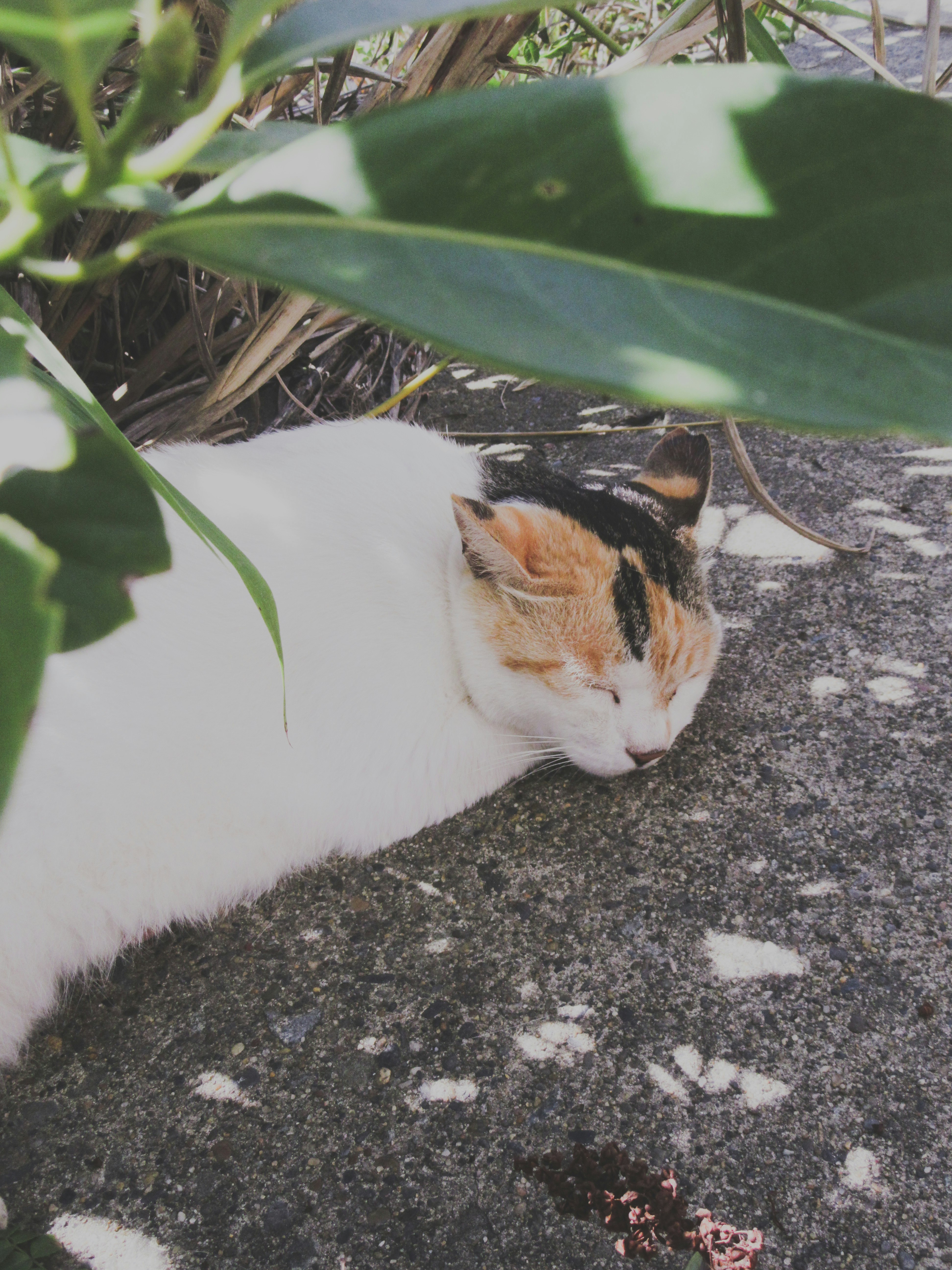 城ヶ島の岩場で草の陰に眠る猫