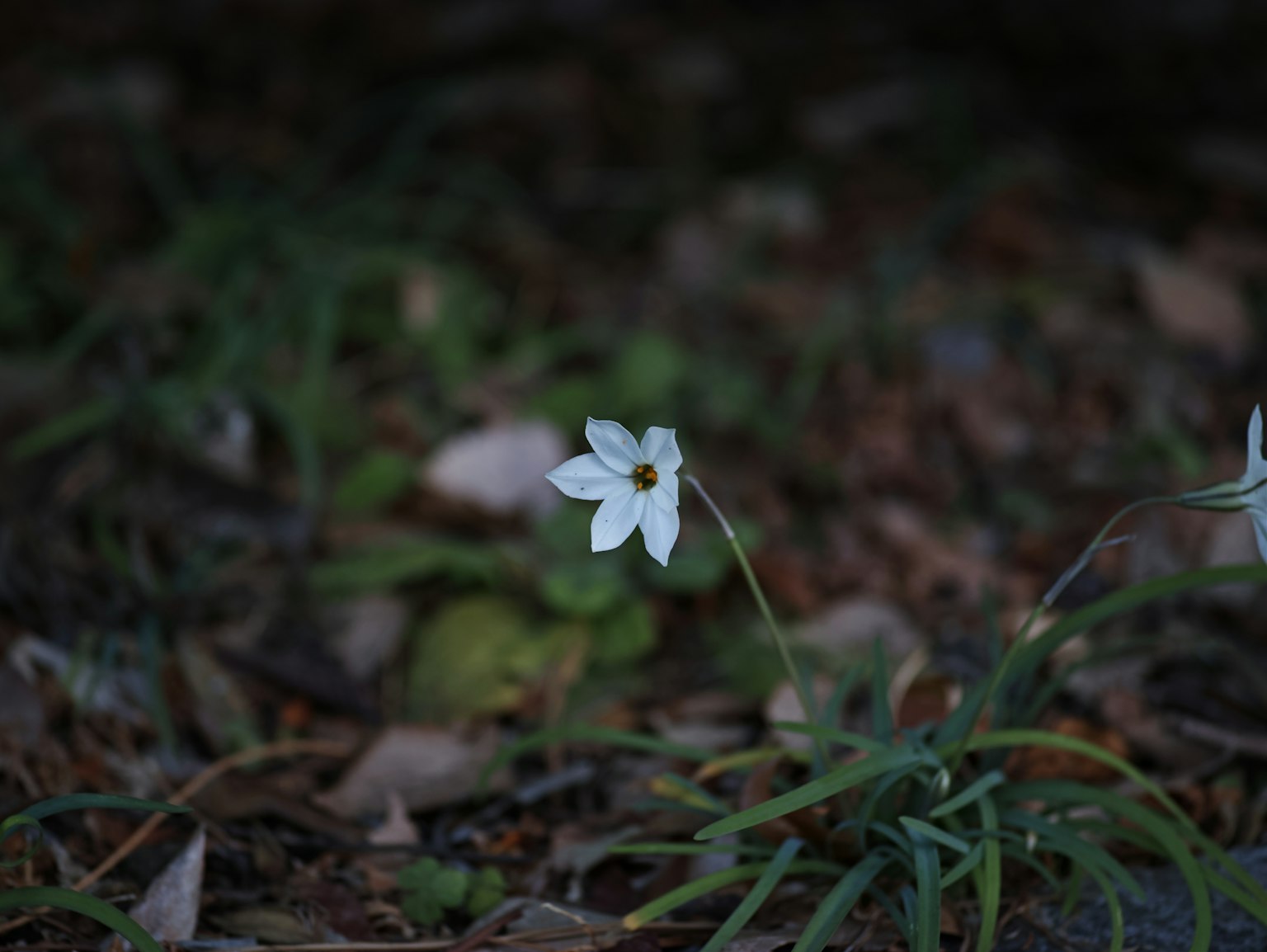 Una flor blanca floreciendo entre la hierba verde y las hojas caídas
