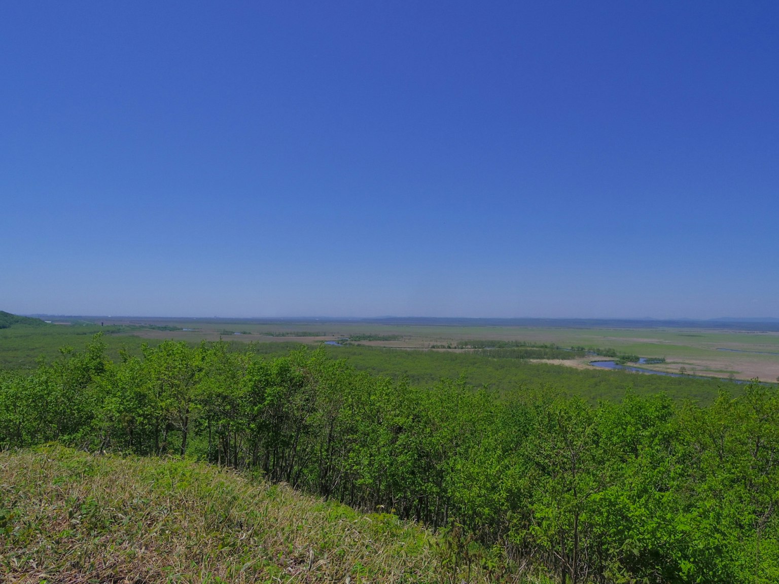 Panoramic view of green trees under a clear blue sky