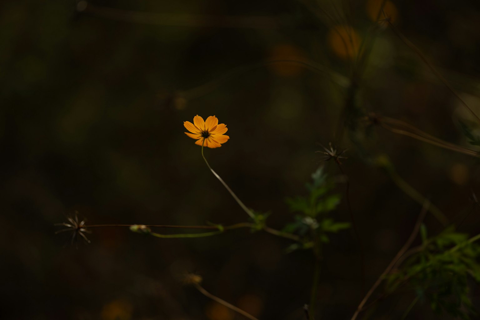 鮮豔的黃色花朵在黑暗背景上