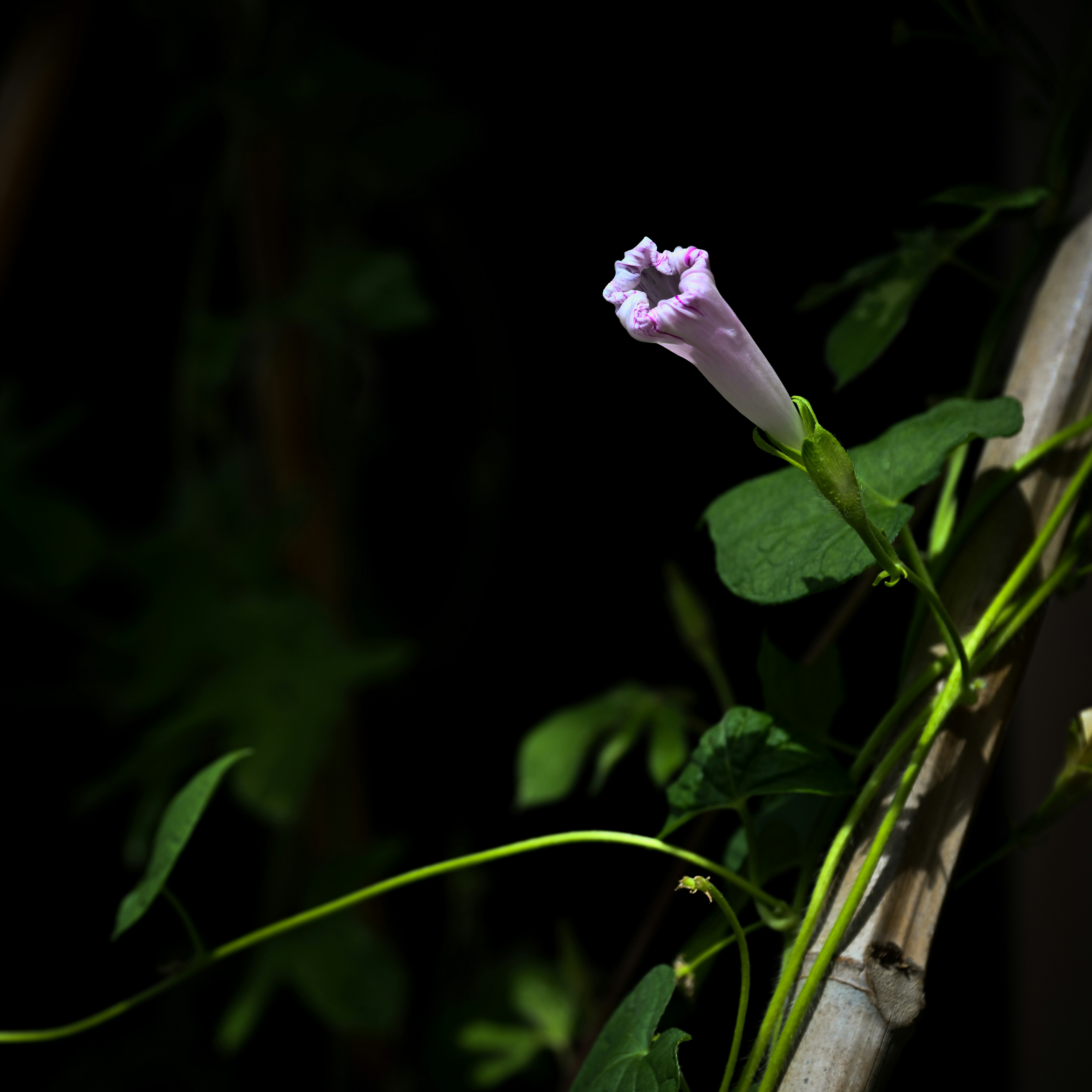 あさがおの花と葉が伸びる竹の支柱のある庭の一角