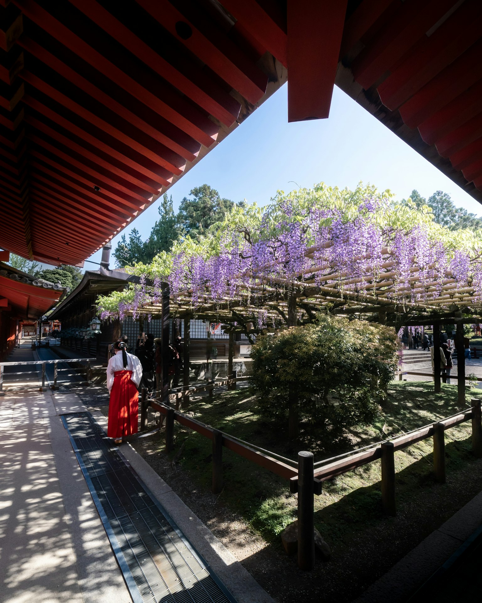 Beautiful garden with purple wisteria flowers and red roofed building