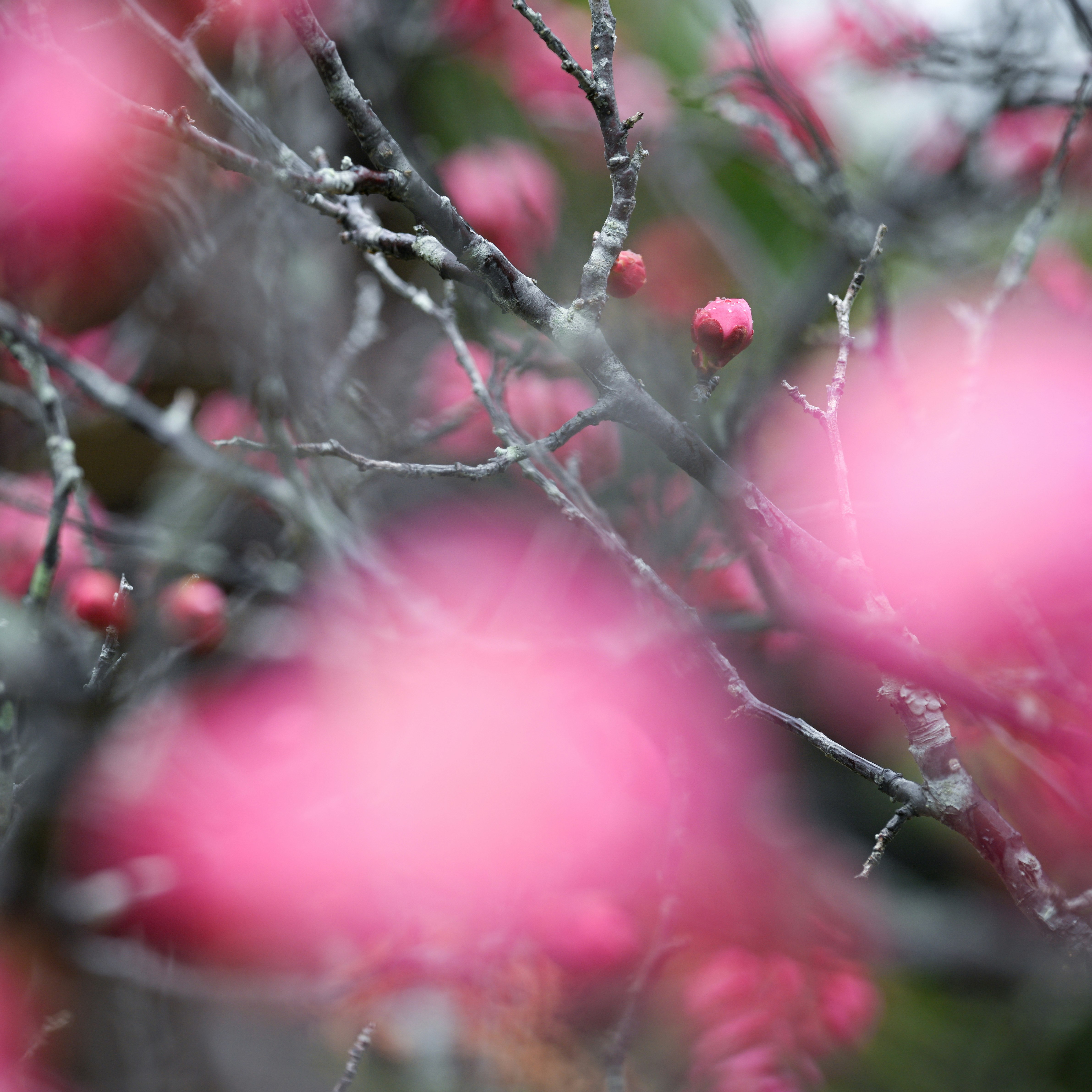 梅の花が咲く枝先のピンクのボケ