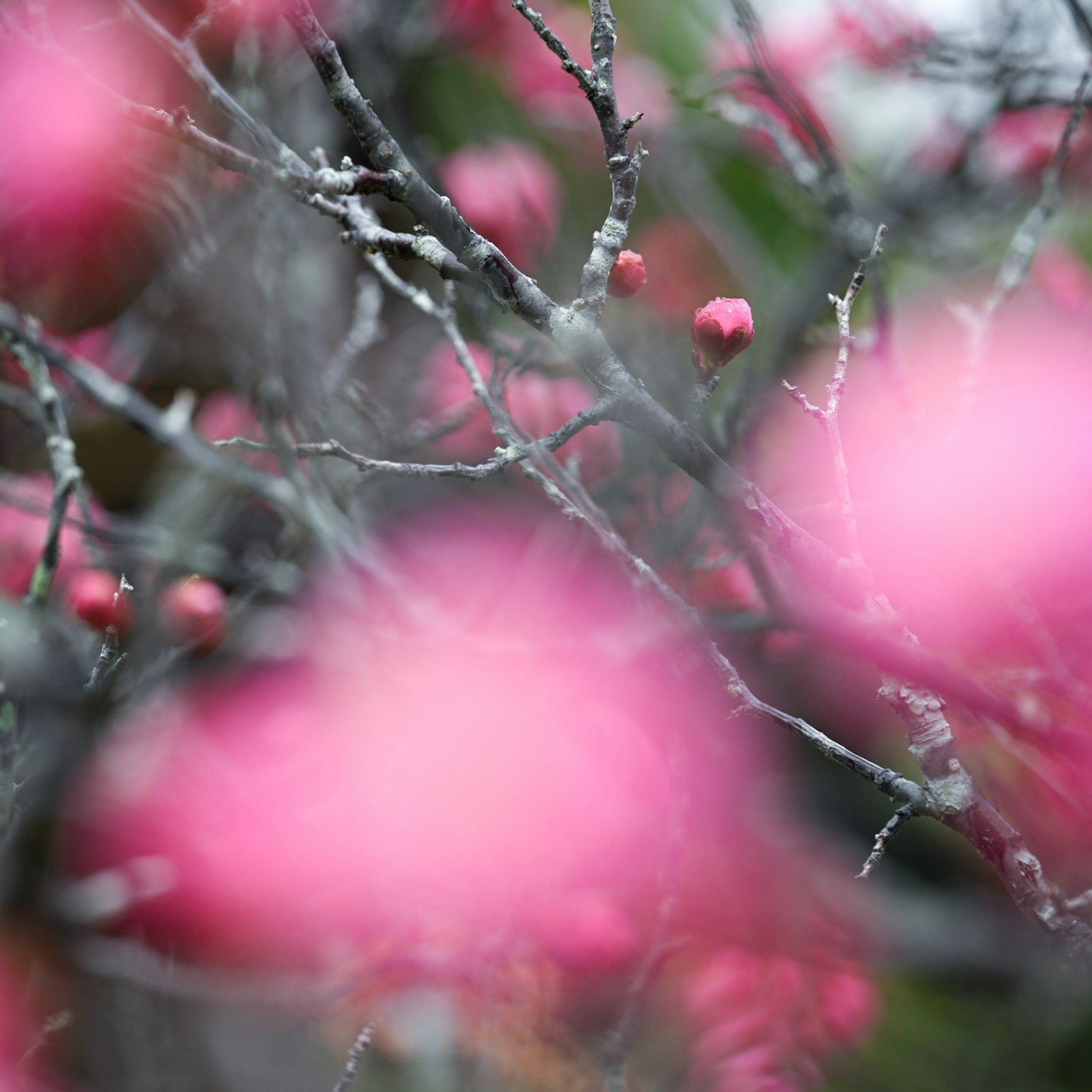 Primo piano sfocato di fiori rosa e rami