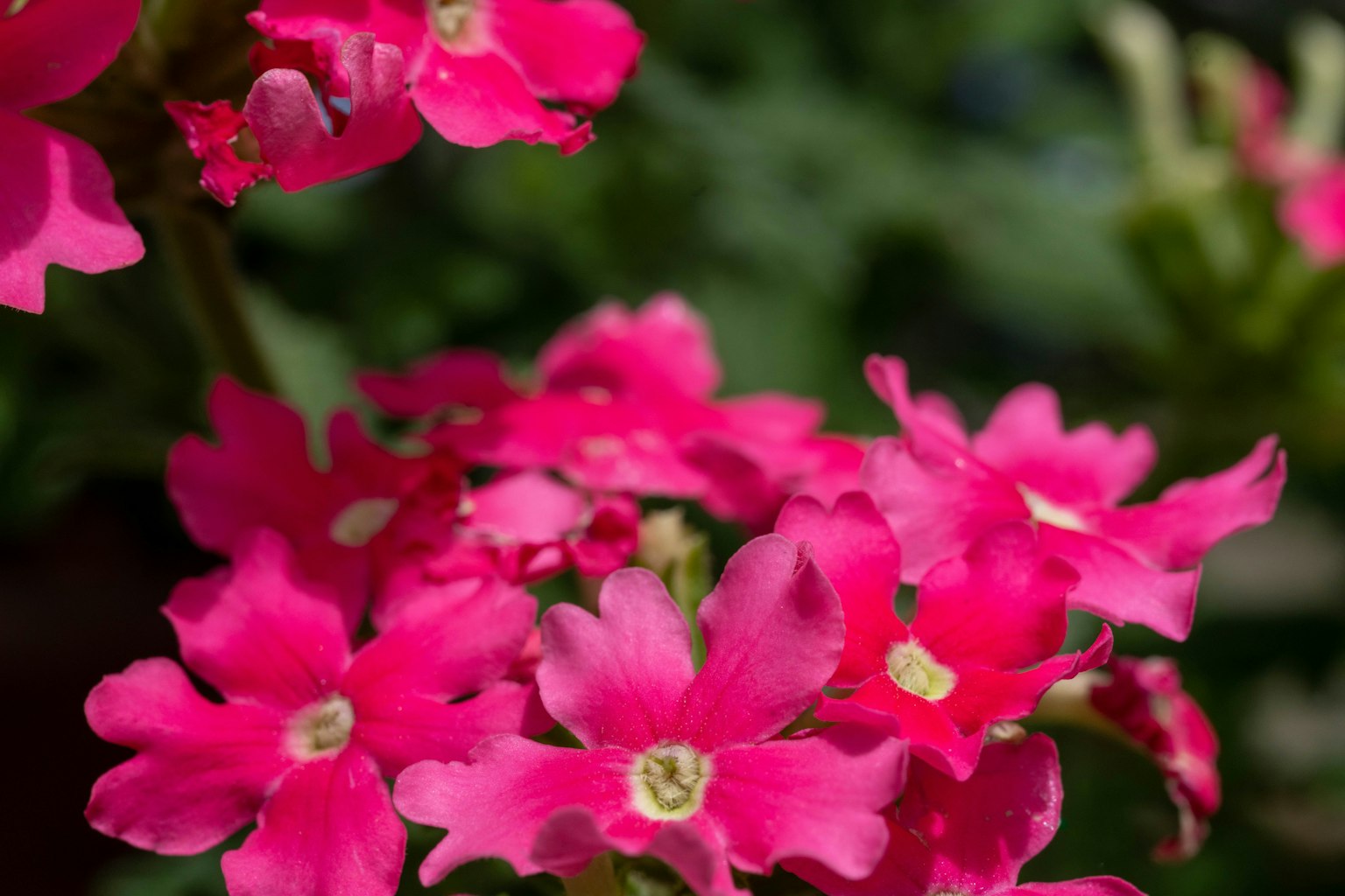 Acercamiento de flores rosas vibrantes floreciendo en una planta