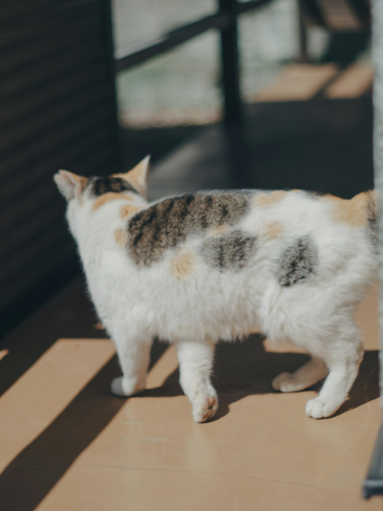 Un gatto con macchie bianche e marroni di spalle