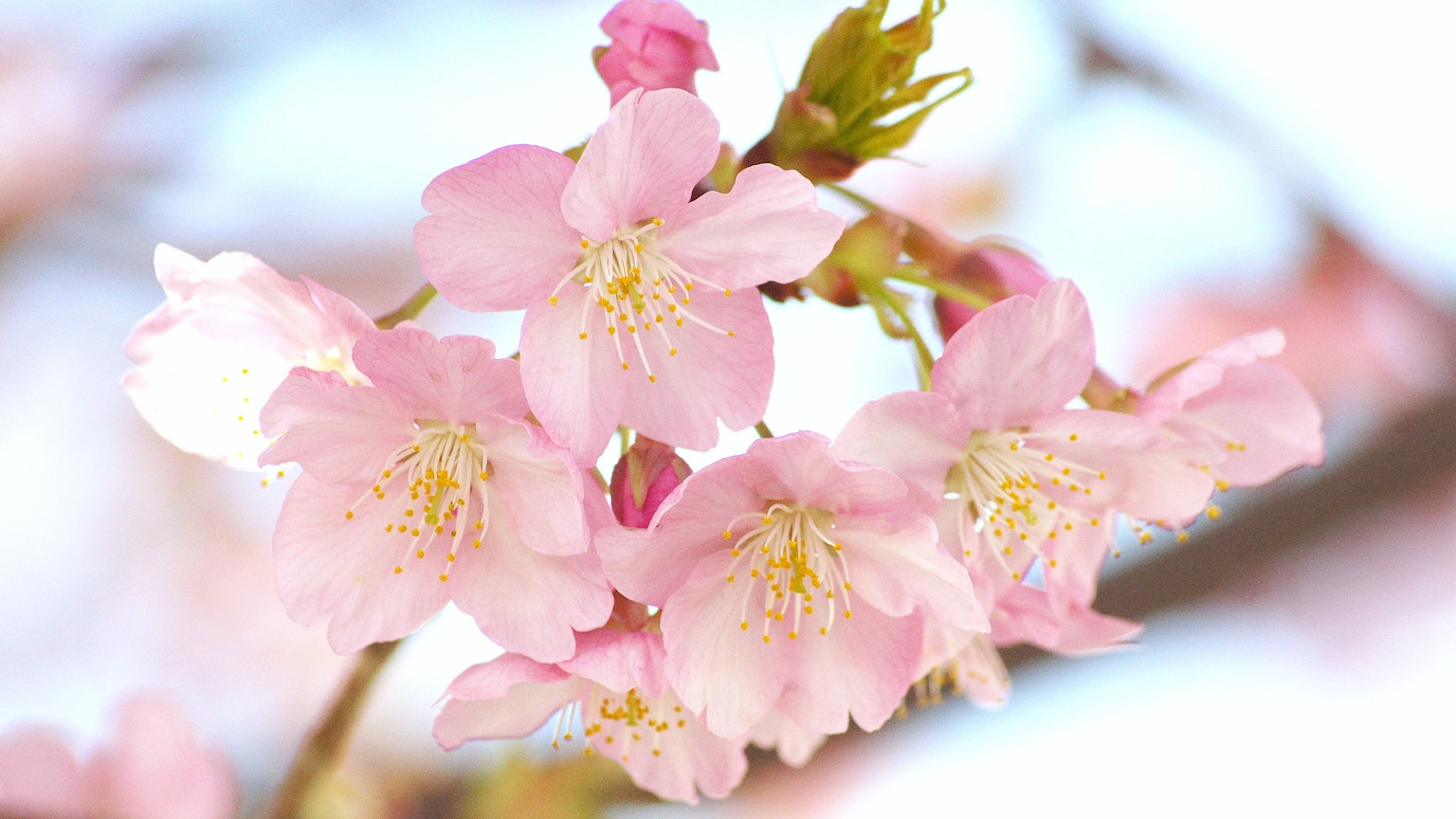 Primo piano di fiori di ciliegio con petali rosa brillanti e stami gialli