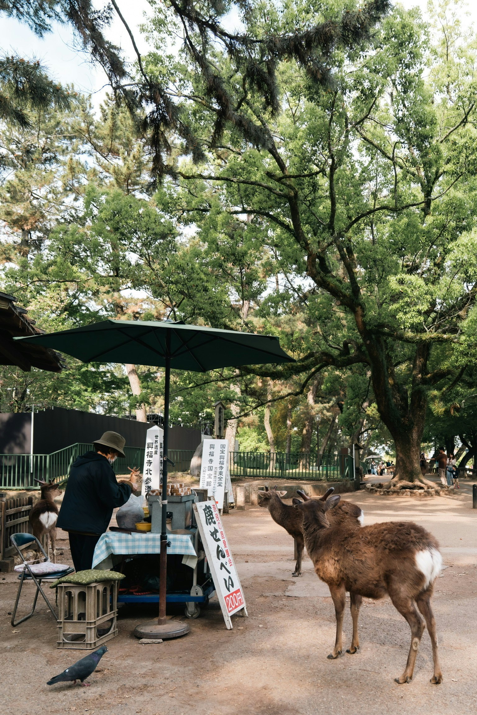 Essensstand in einem Park mit einem nahegelegenen Reh und üppigen grünen Bäumen